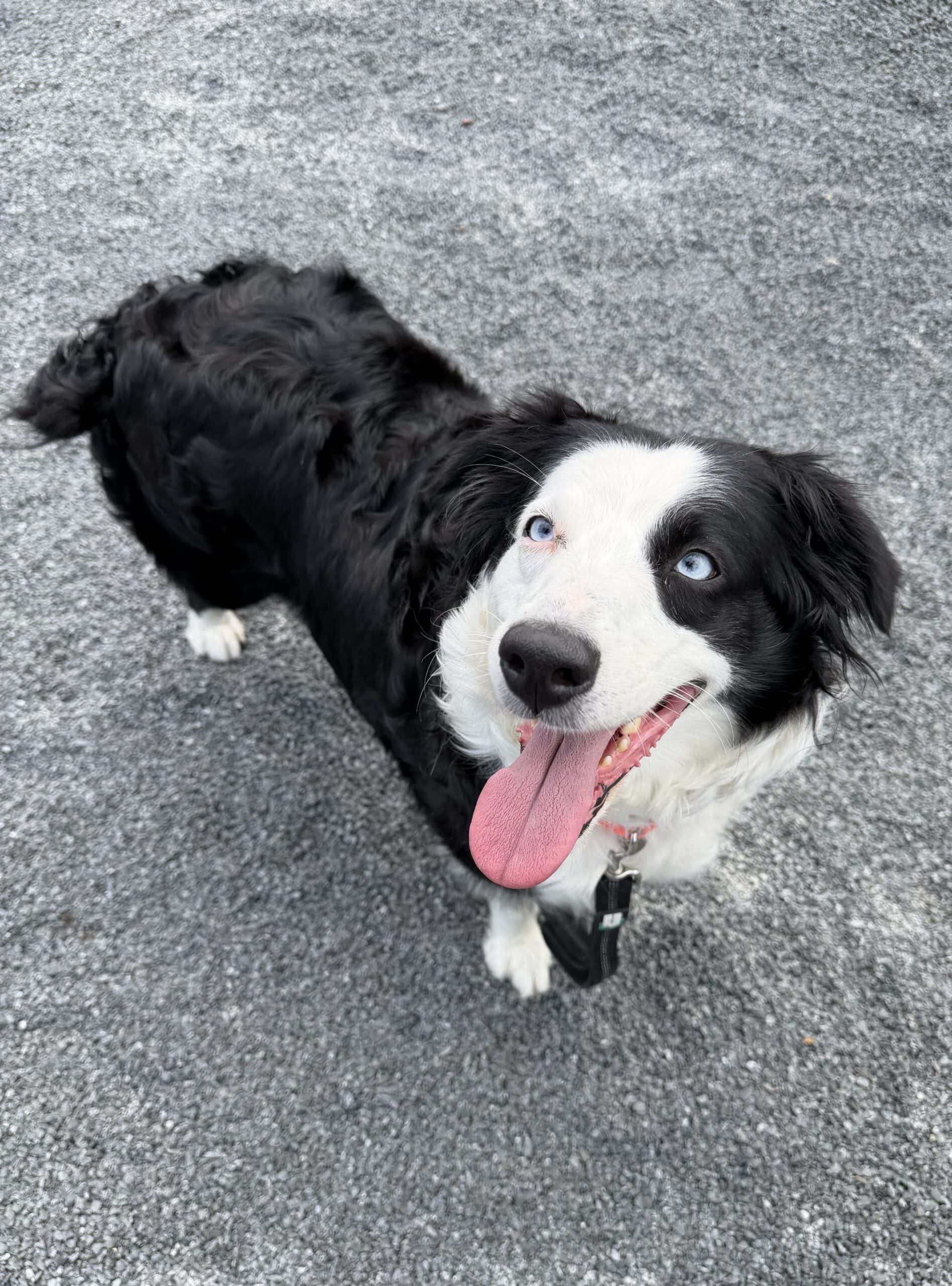 Neya - Mixed Breed available for adoption