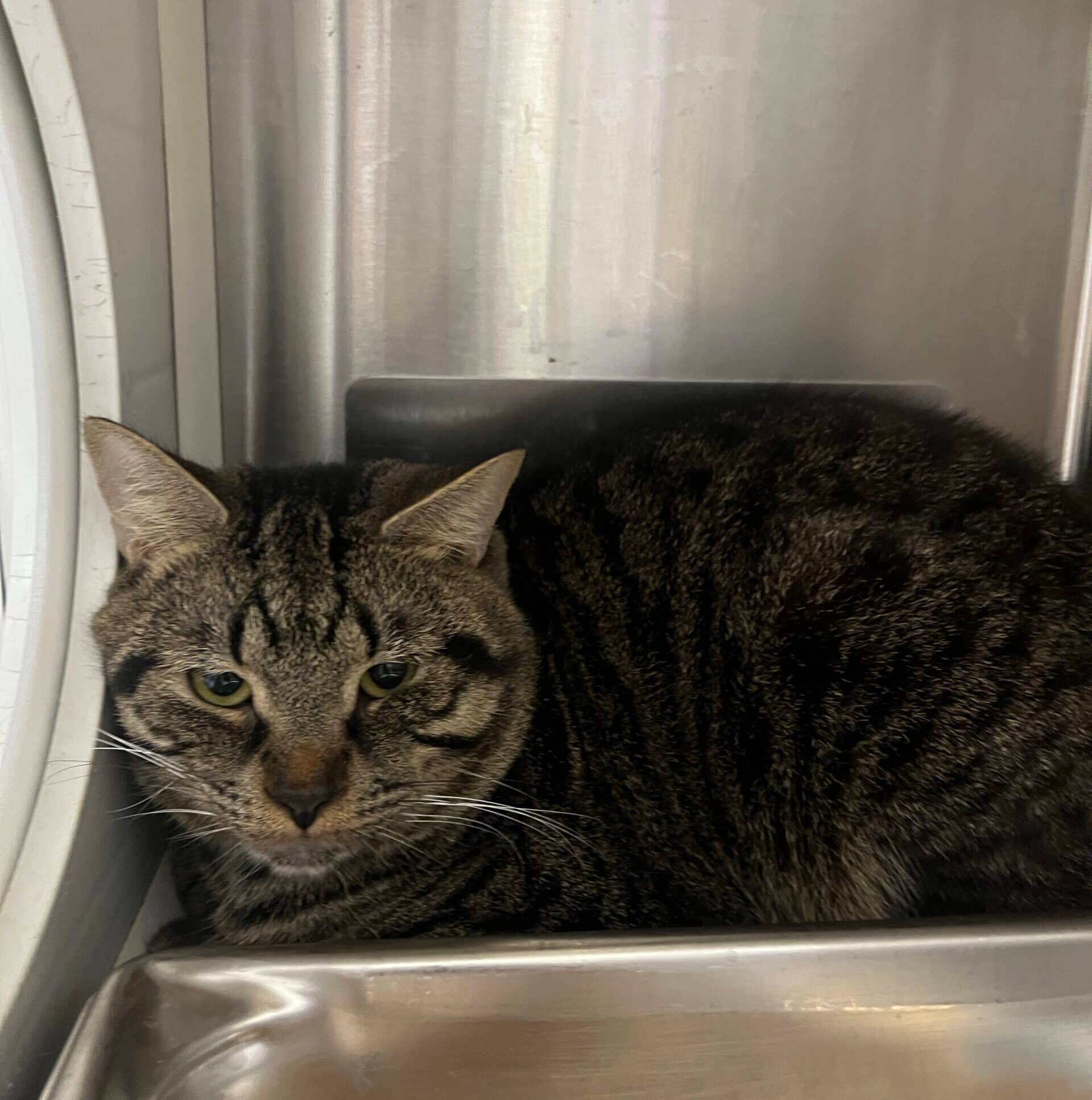 Holmium - Domestic Short Hair available for adoption