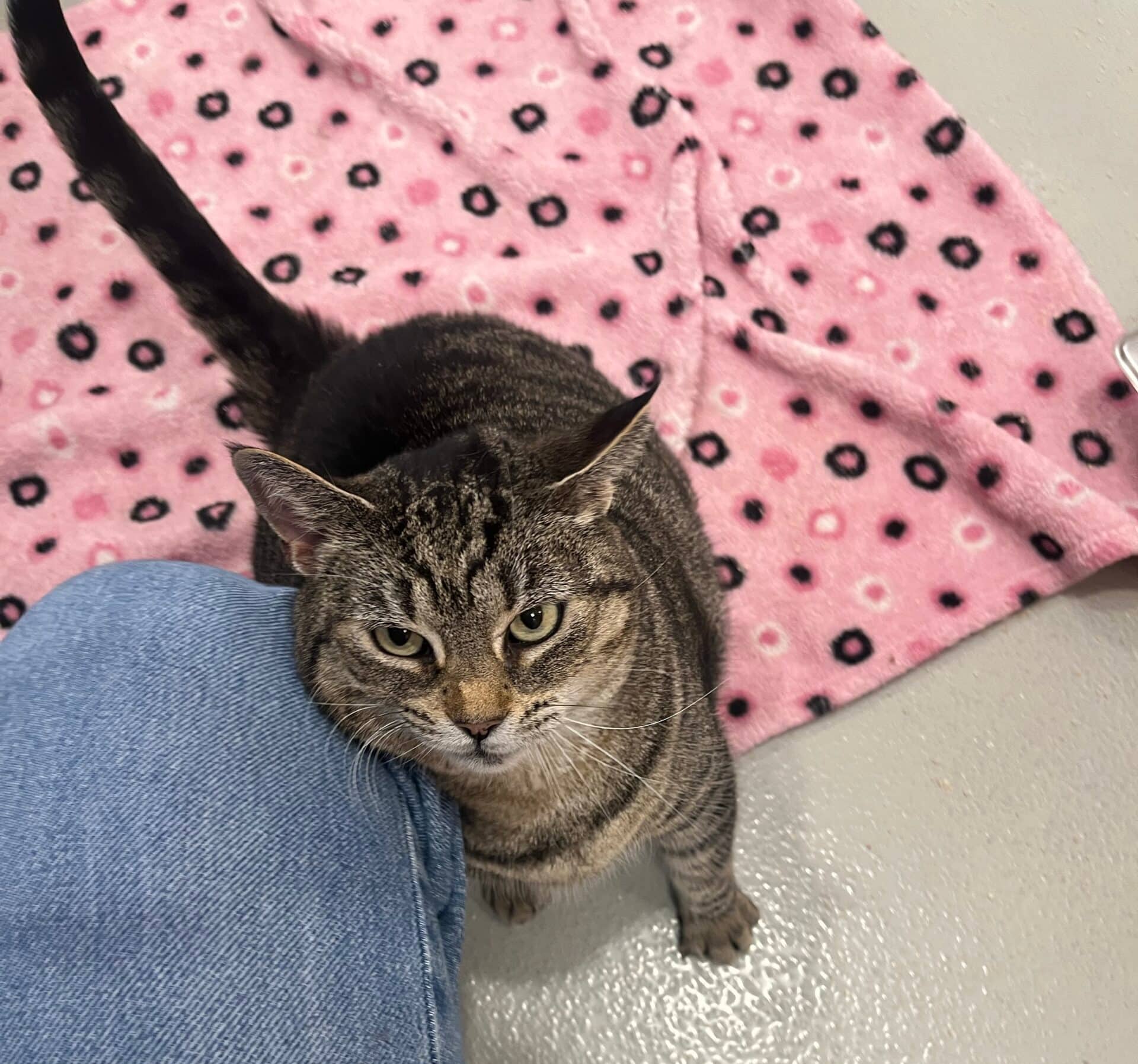 Alex et Yoko - Domestic Short Hair available for adoption