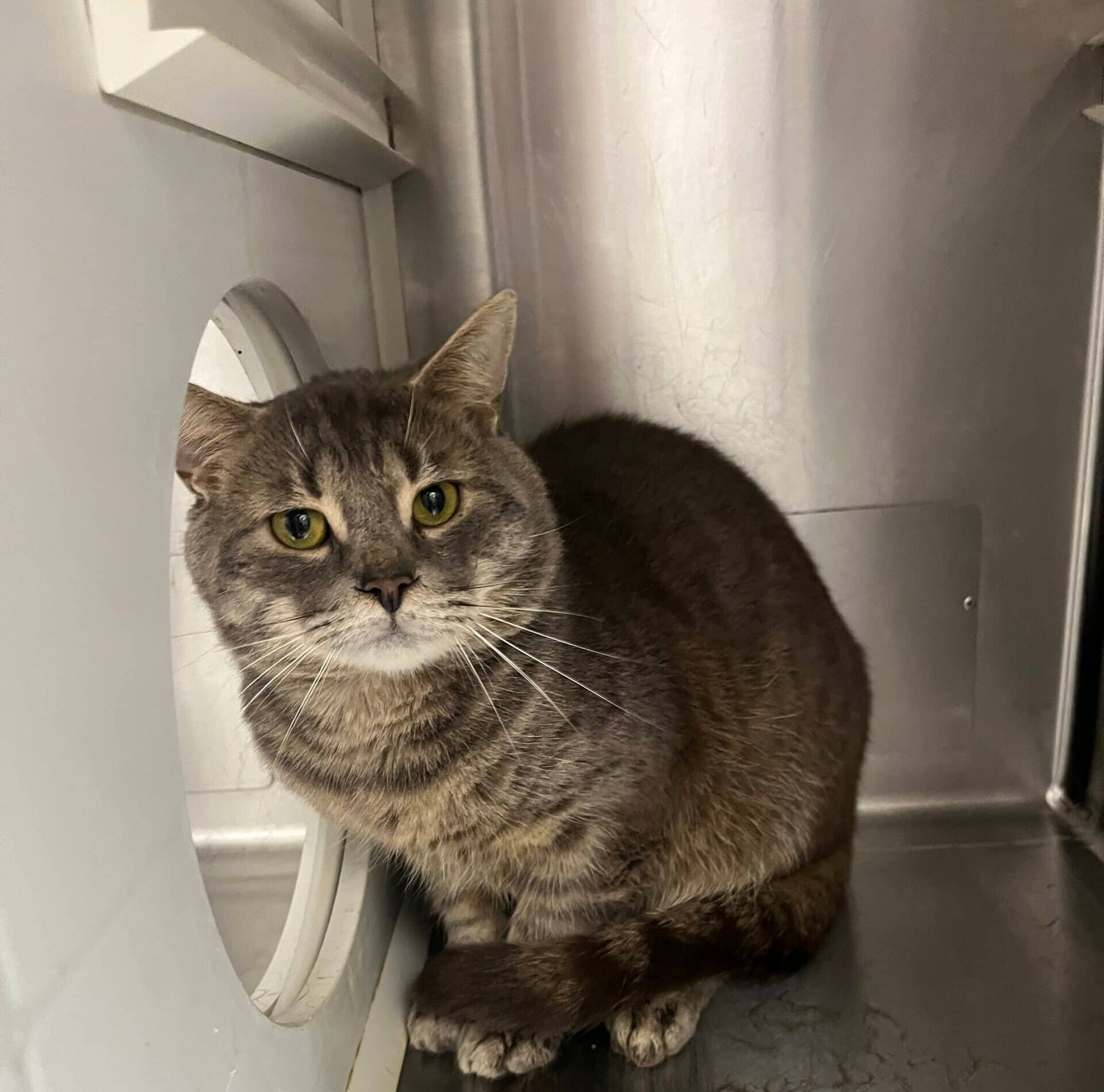 Thulium - Domestic Short Hair available for adoption