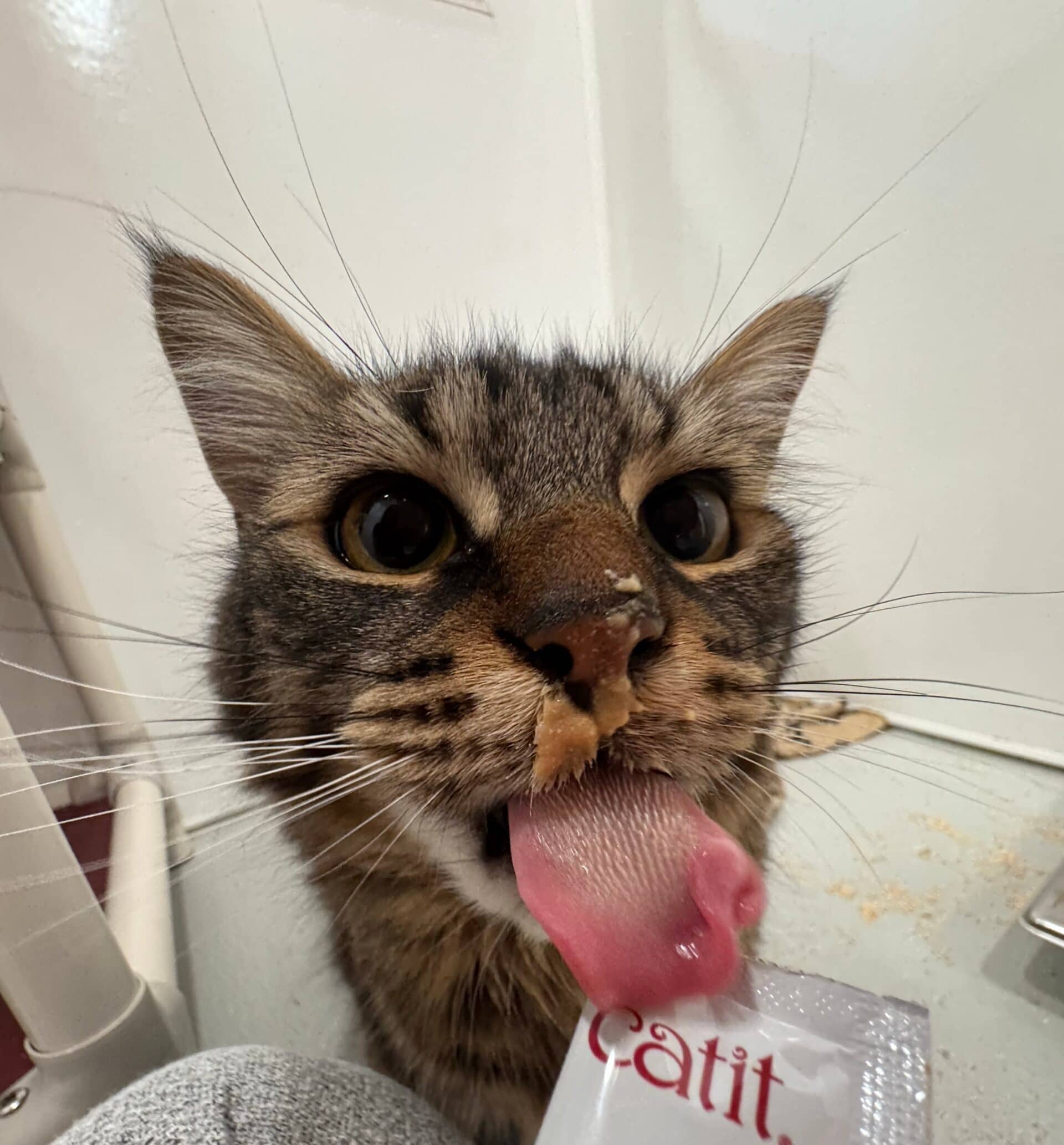 Simba - Domestic Short Hair available for adoption