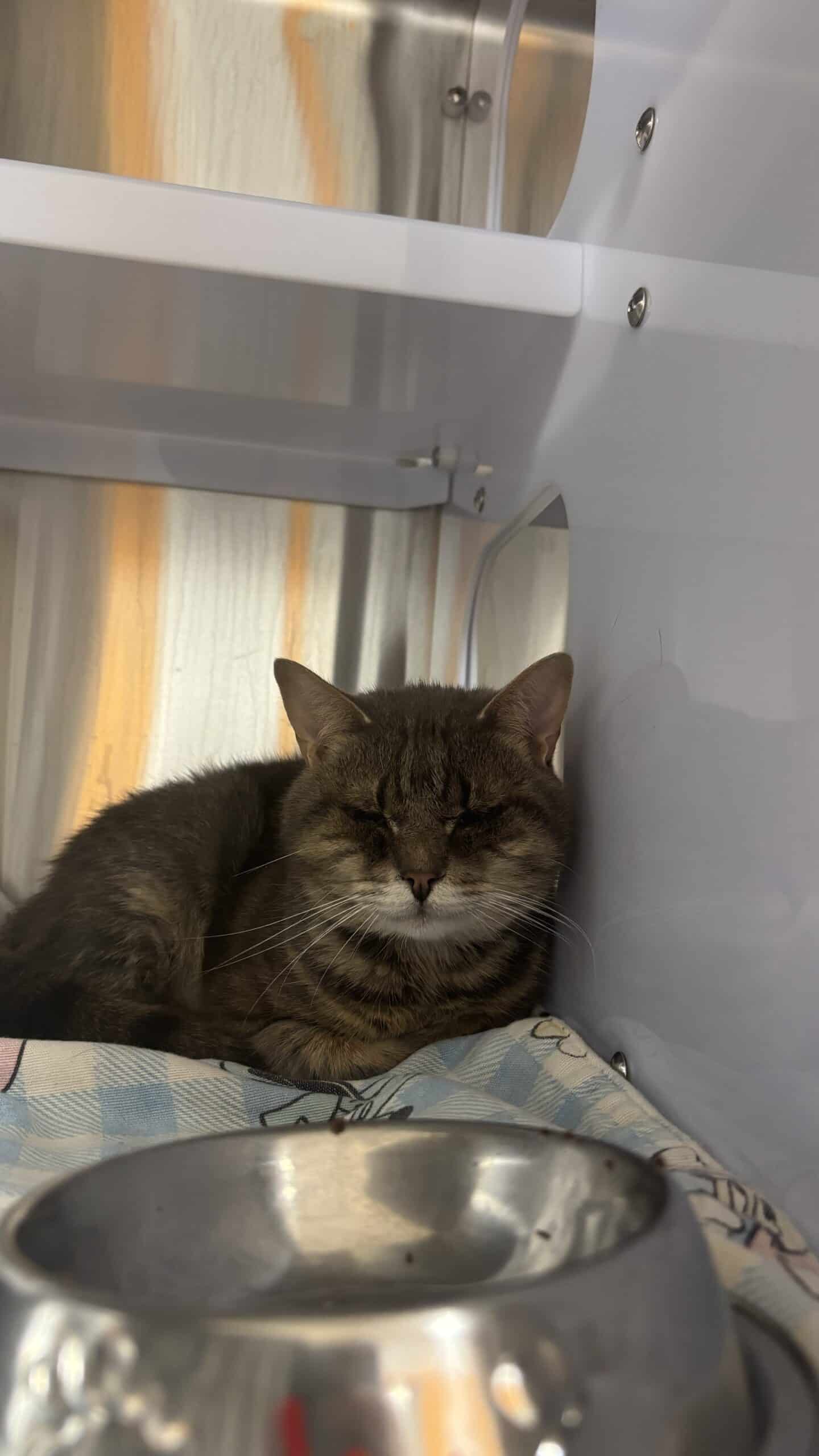 Sodium - Domestic Short Hair available for adoption
