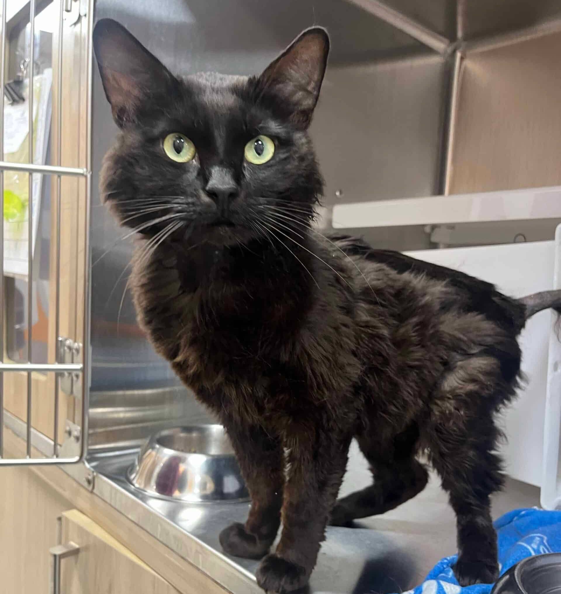 Krokmou - Domestic Short Hair available for adoption
