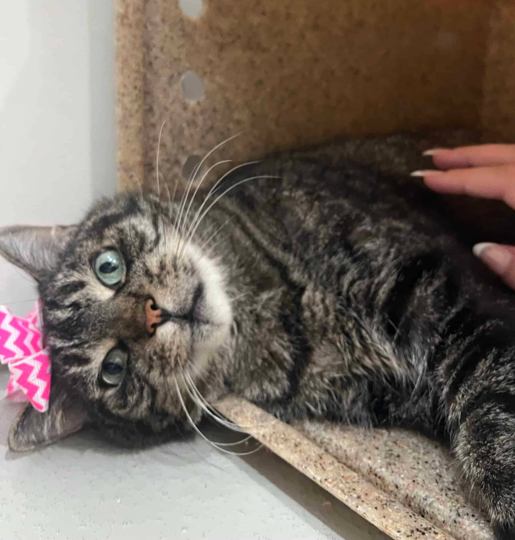Jo - Domestic Short Hair available for adoption