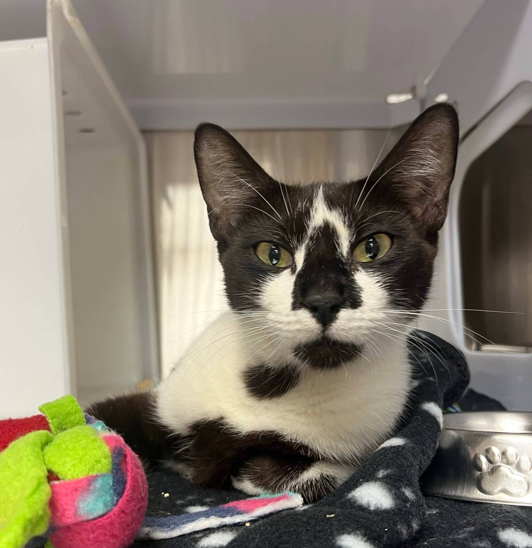 Tourtière - Domestic Short Hair cat available for adoption at Proanima in Boucherville