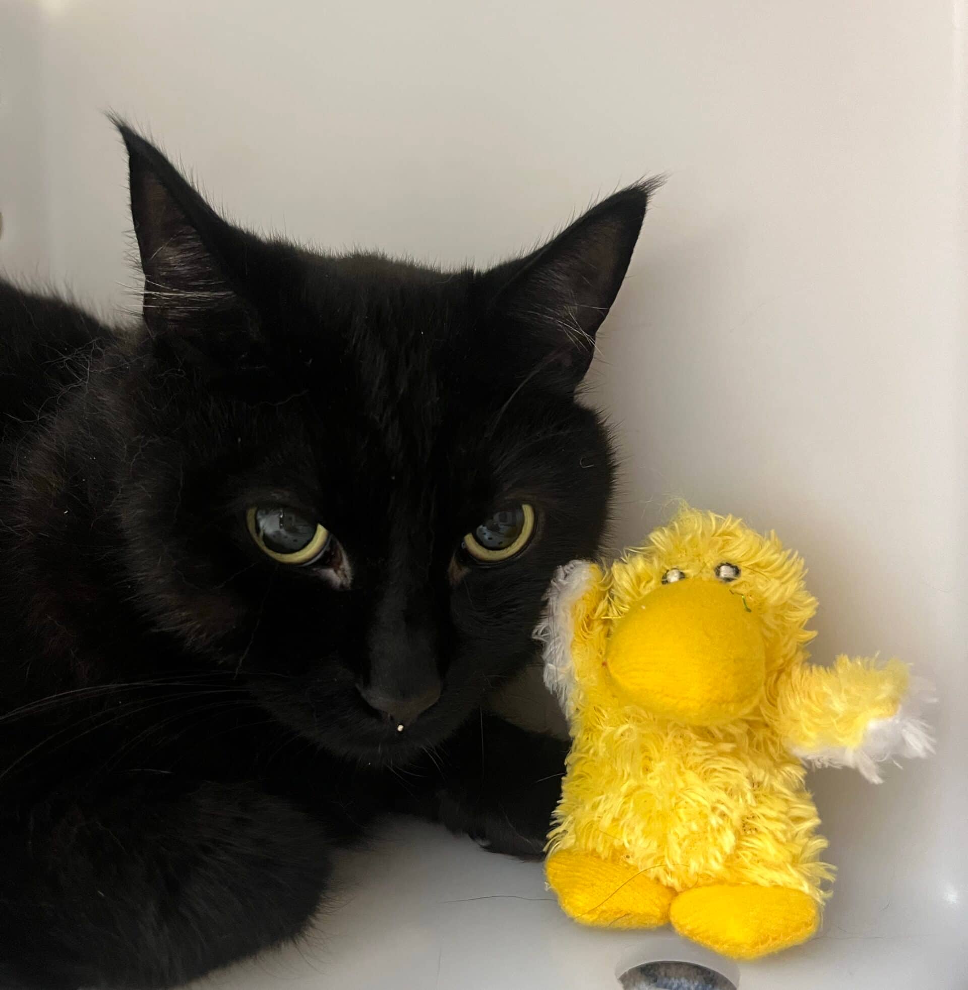 Jean-Claude - Domestic Short Hair available for adoption