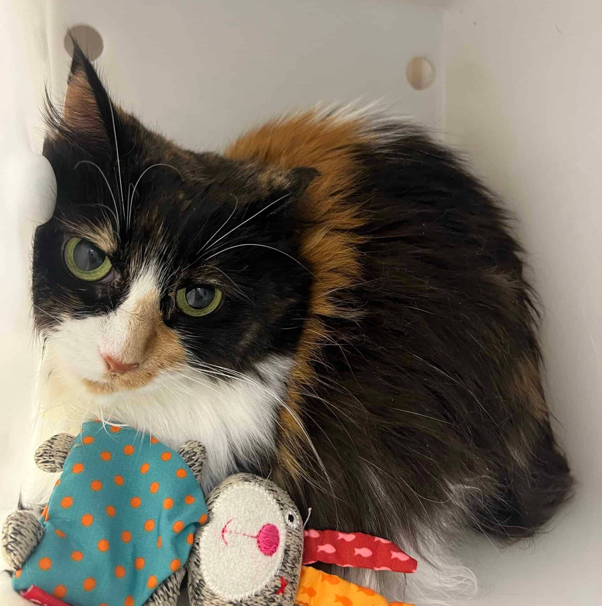 Nelly - Domestic Short Hair available for adoption