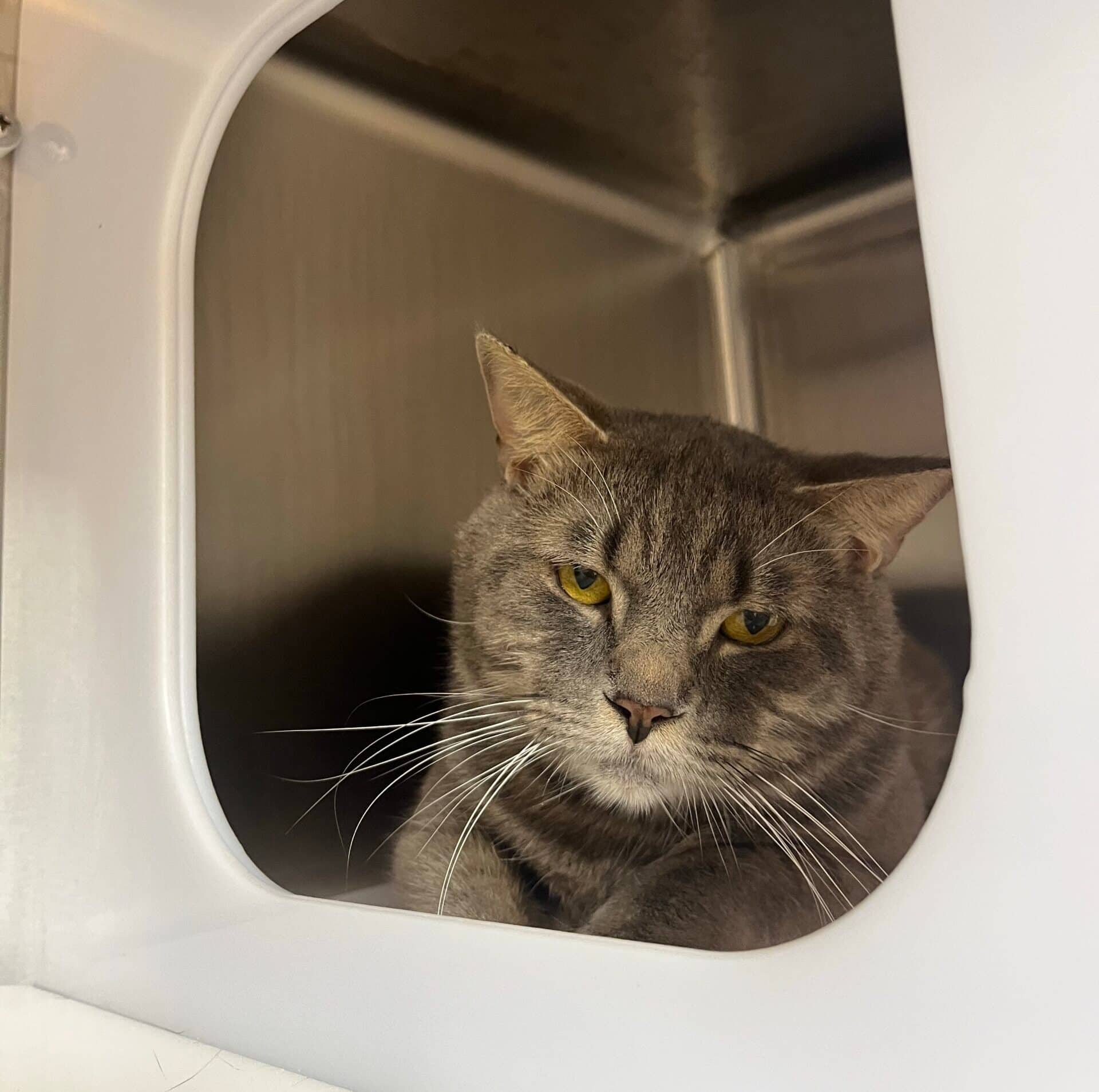 Chlore - Domestic Short Hair available for adoption