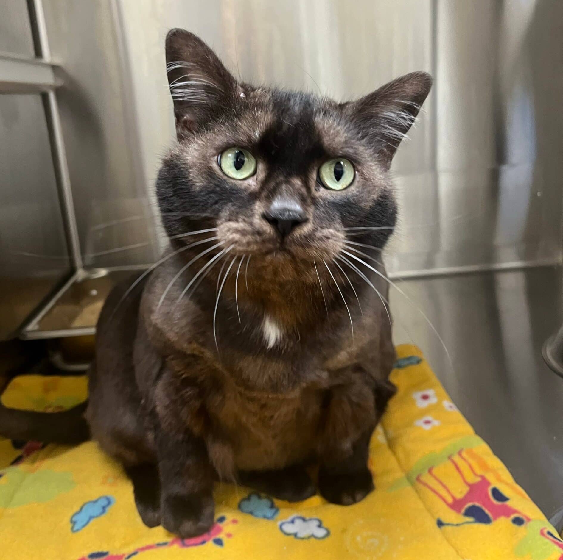Chana - Domestic Short Hair cat available for adoption at Proanima in Boucherville