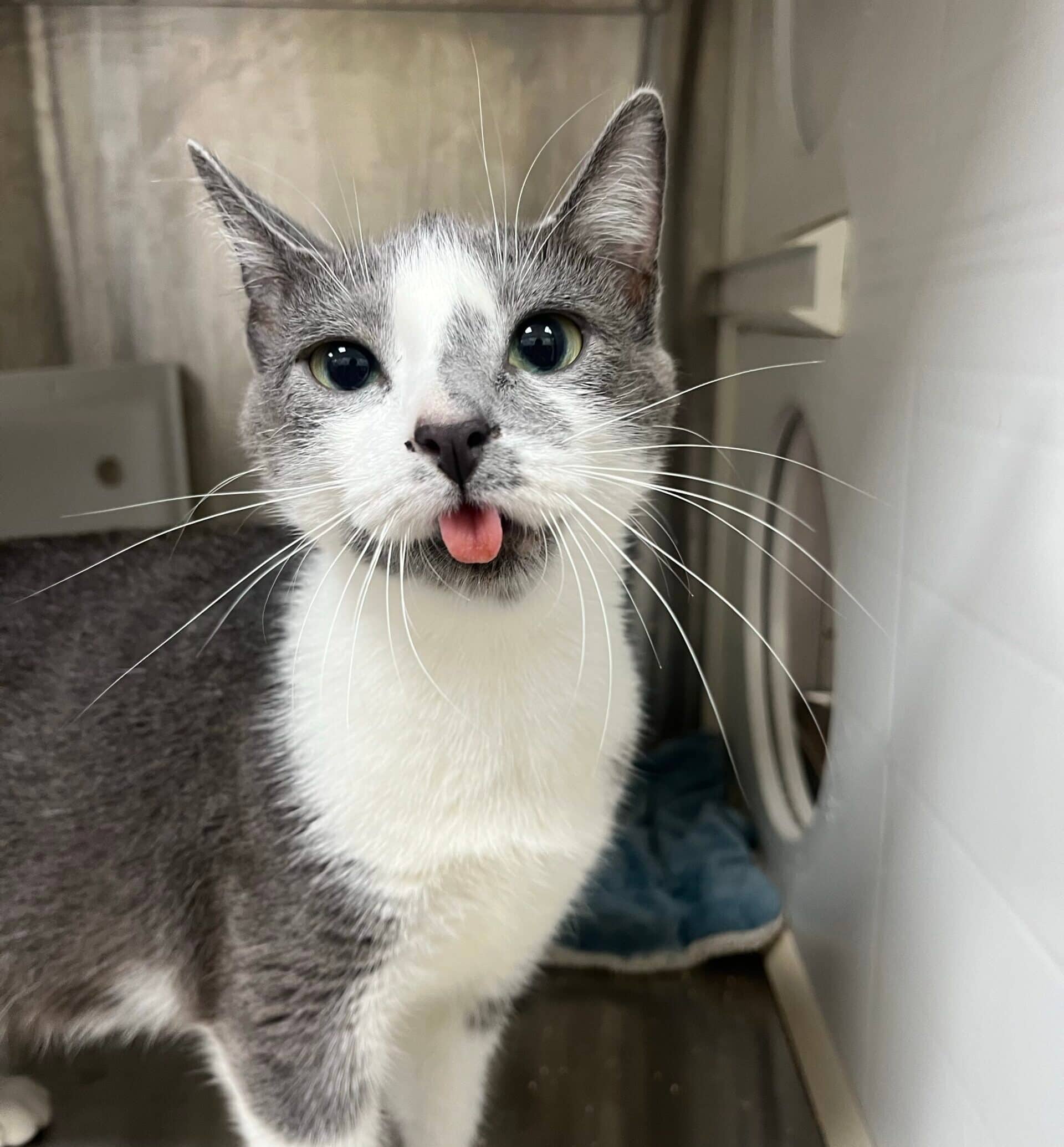 Grisette - Domestic Short Hair available for adoption