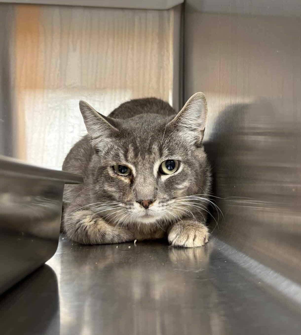 Sergeant pepper - Domestic Short Hair available for adoption