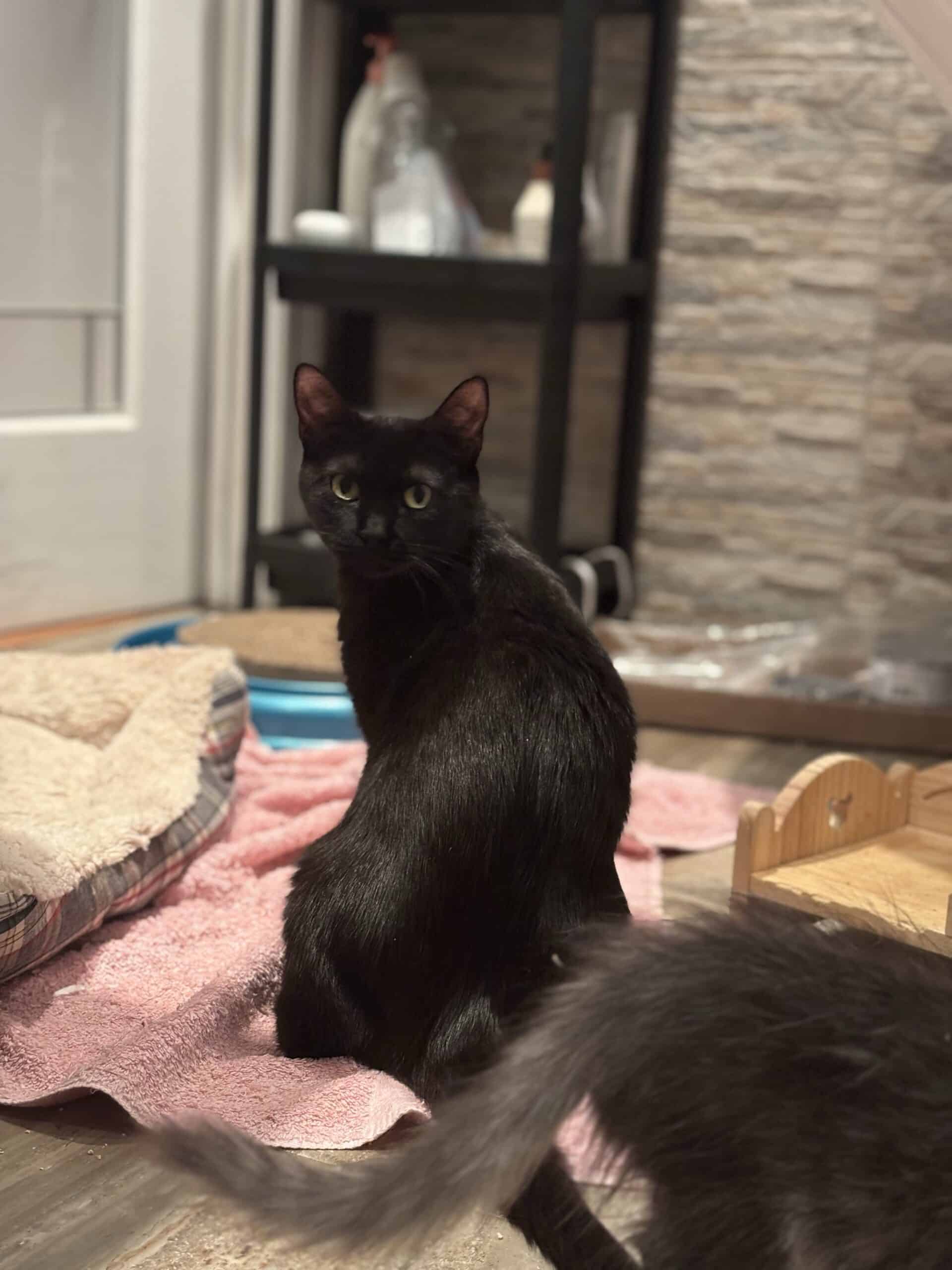 Nessie - Domestic Short Hair available for adoption