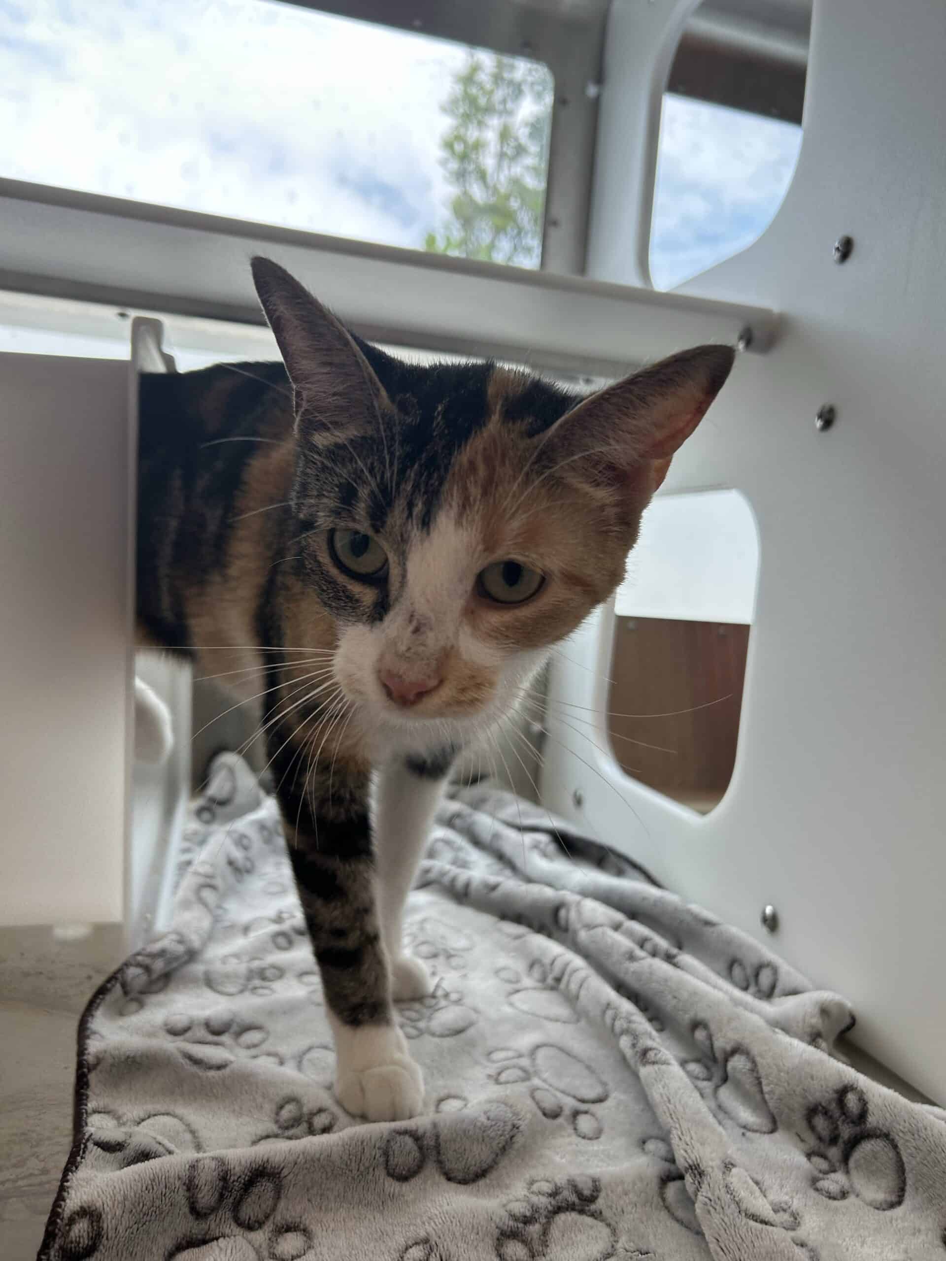 Eugénie - Domestic Short Hair available for adoption