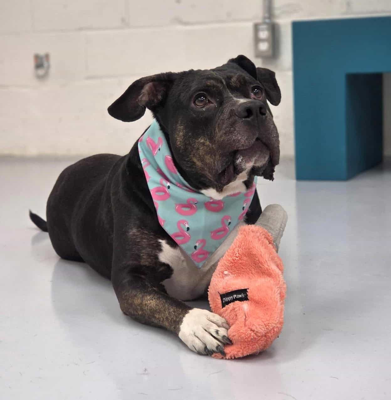 Orio - Mixed Breed available for adoption in Quebec