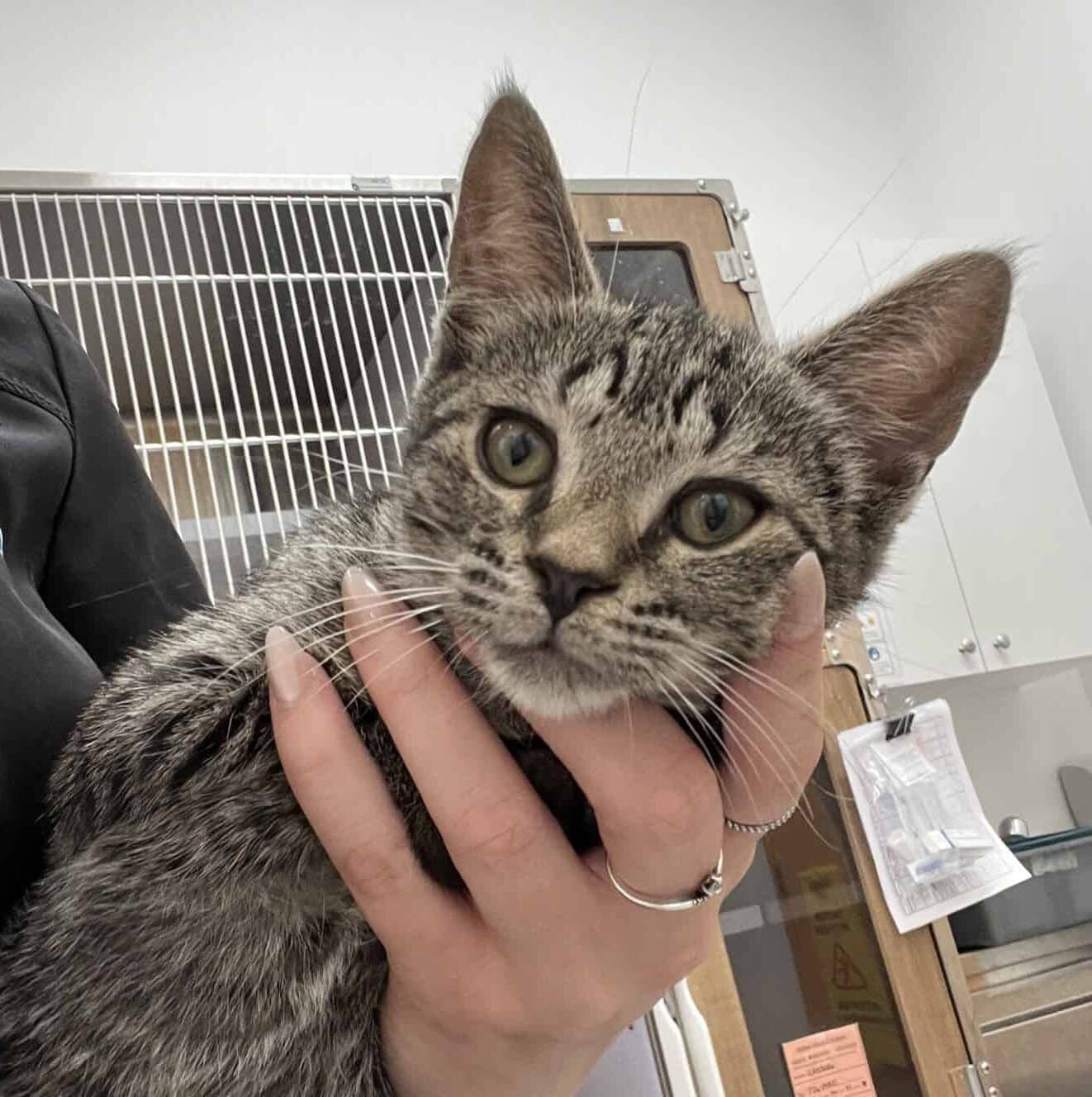 Mme Saucisse - Domestic Short Hair available for adoption