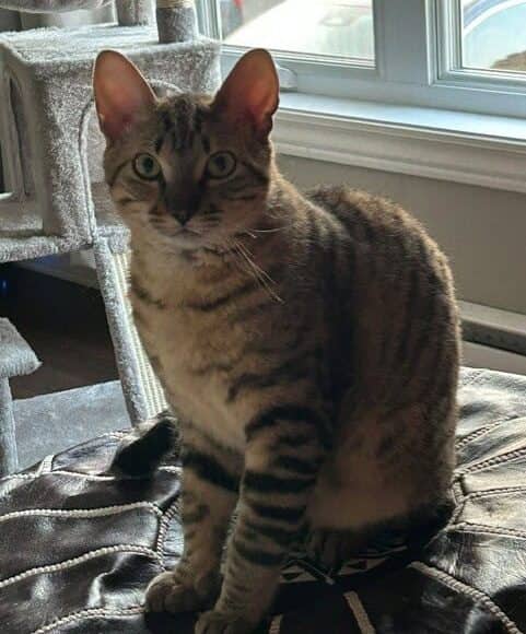 Mowgli - Domestic Short Hair available for adoption