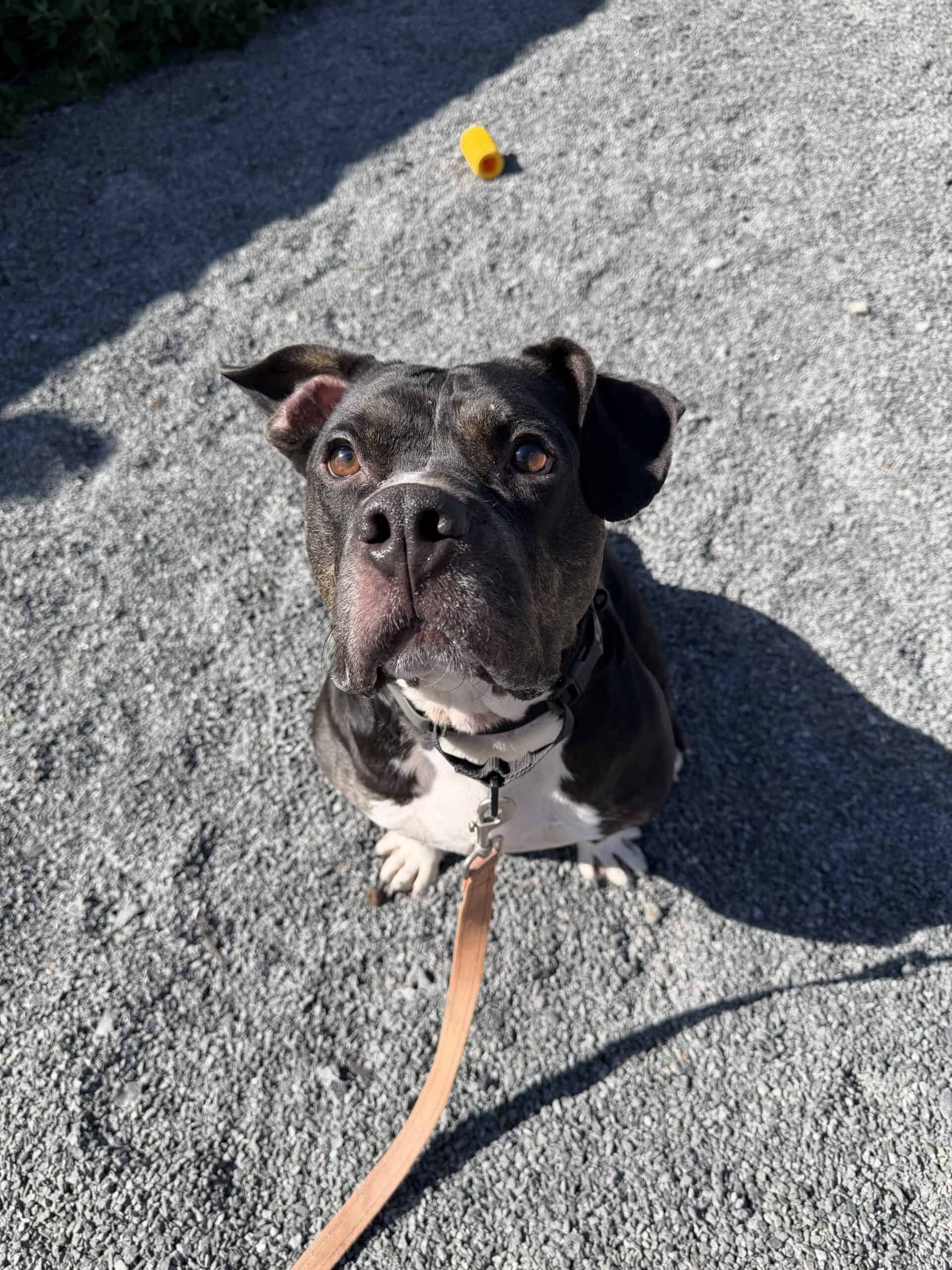 Orio - Mixed Breed available for adoption in Calgary