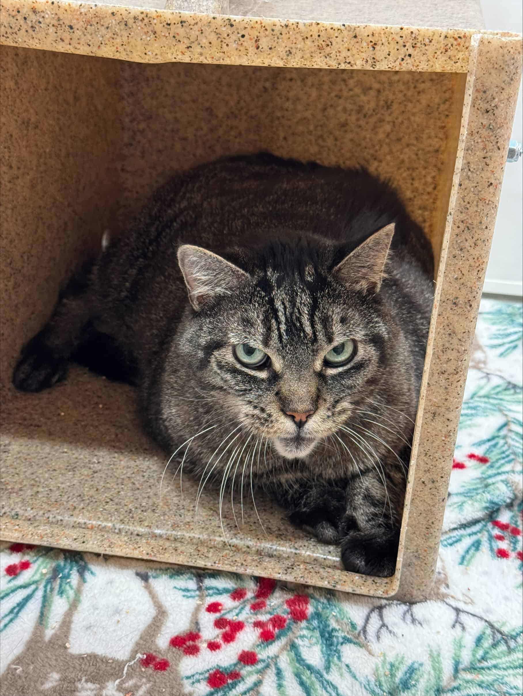 Jo - Domestic Short Hair available for adoption