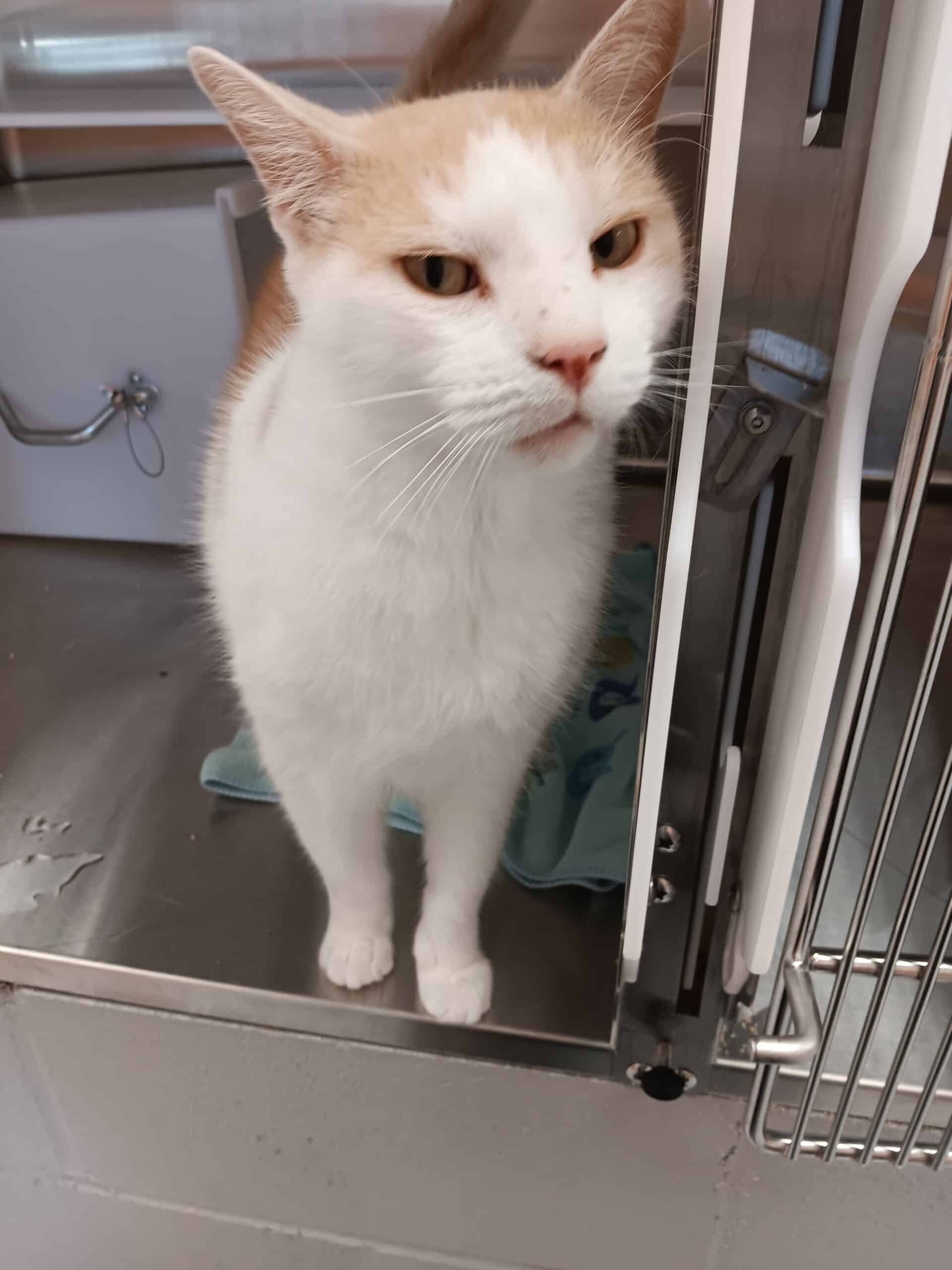 Manuel Sanchez - Domestic Short Hair cat available for adoption at Proanima in Montreal