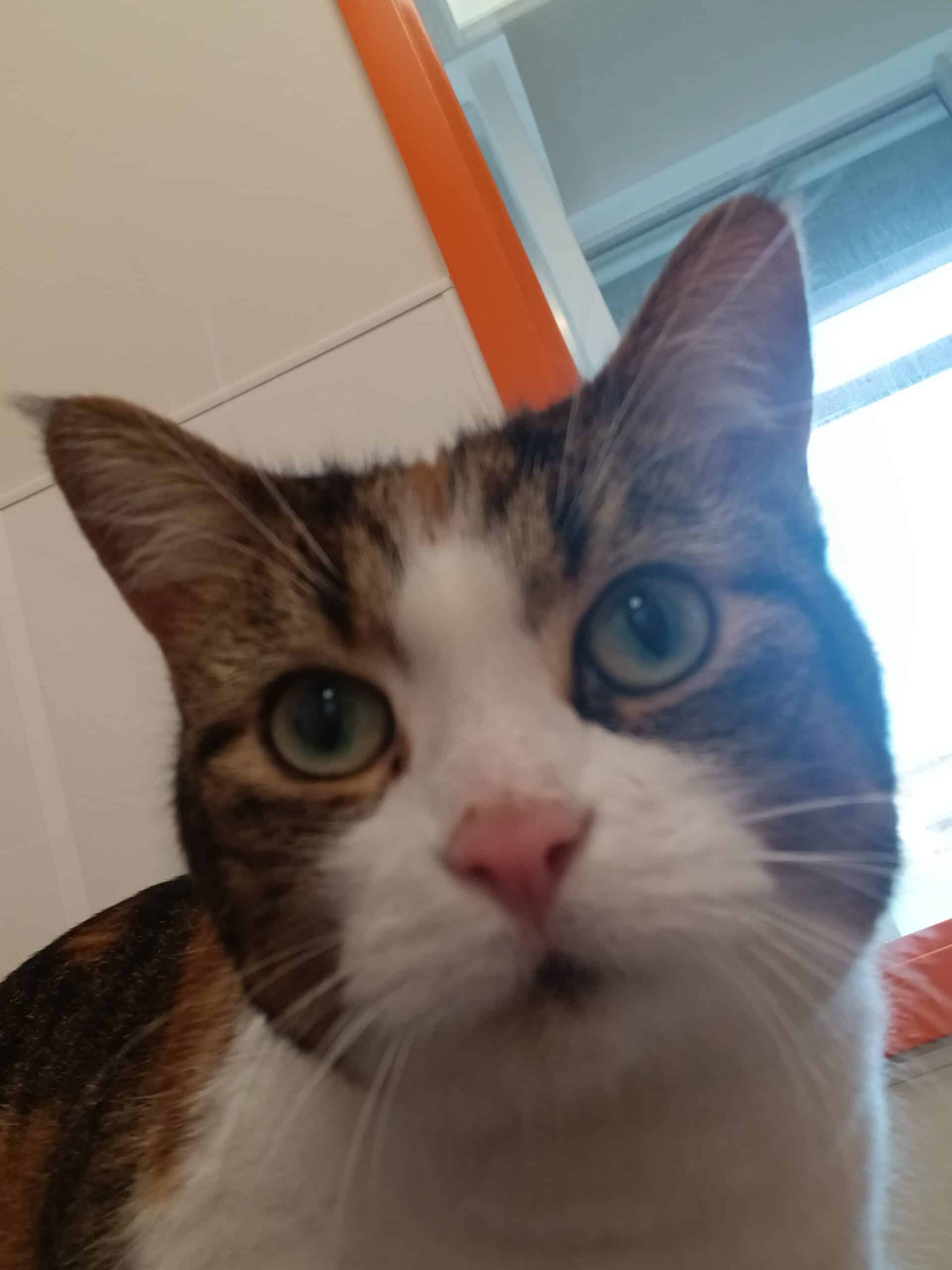 Zoey - Domestic Short Hair cat available for adoption at Proanima in Montreal