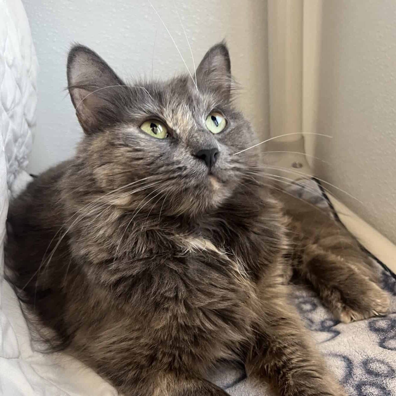 Artémise - Domestic Short Hair available for adoption