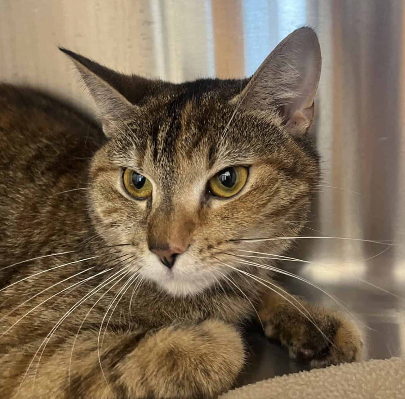 Bébé - Domestic Short Hair available for adoption
