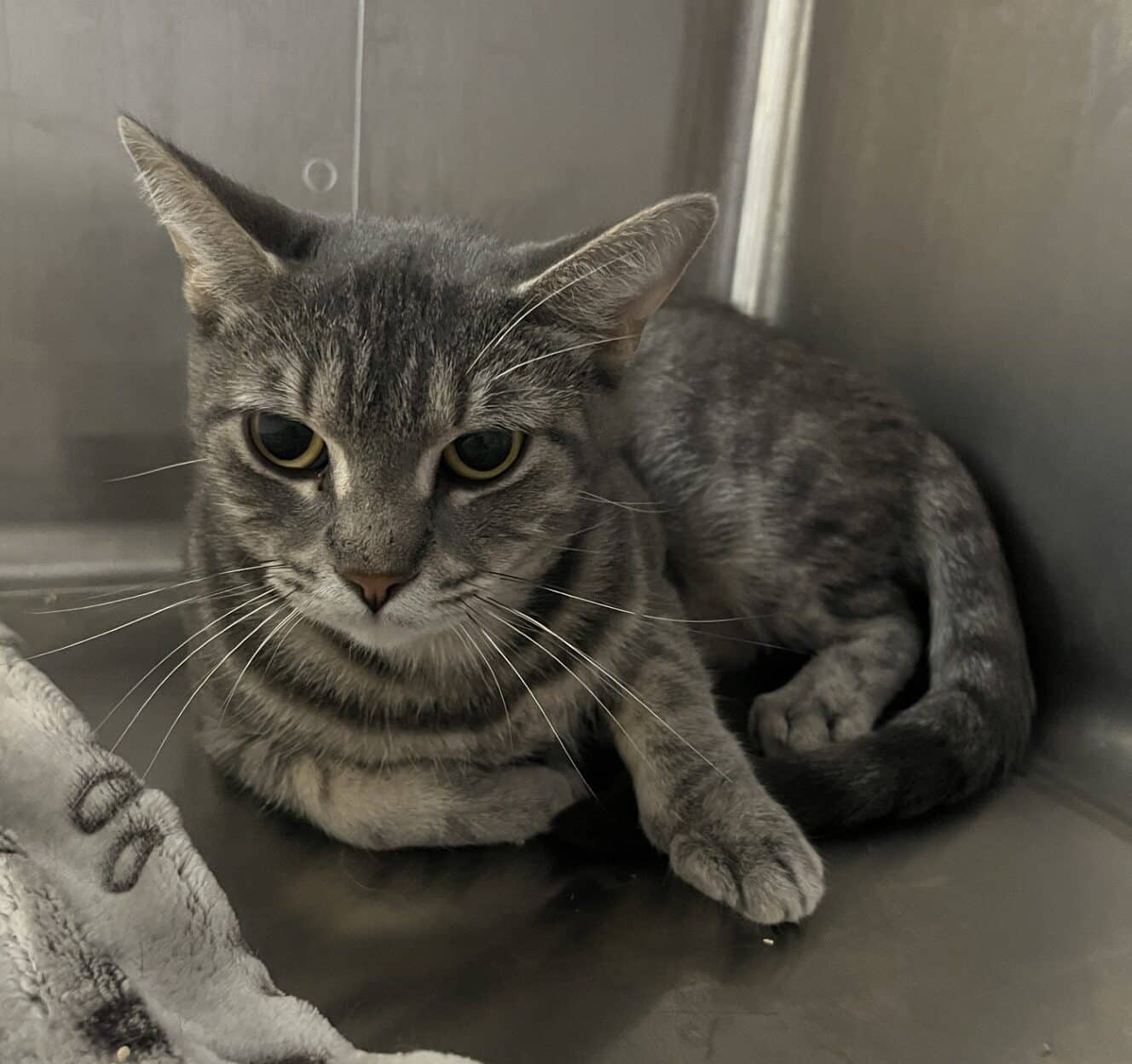 Bounty - Domestic Short Hair cat available for adoption at Proanima in Boucherville
