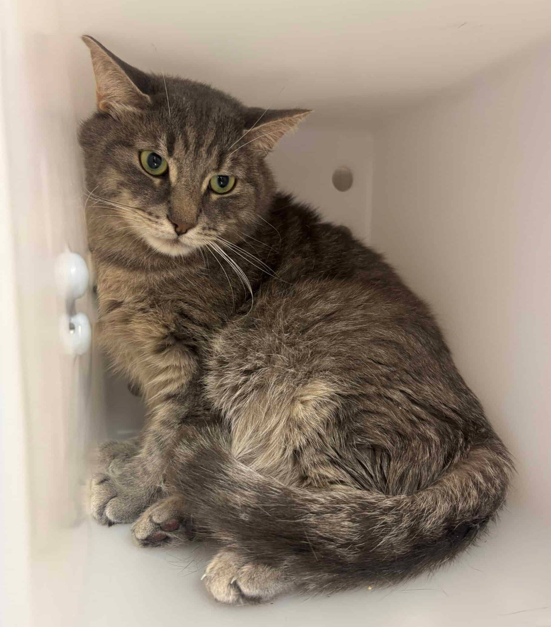 Byzance - Domestic Short Hair cat available for adoption at Proanima in Montreal