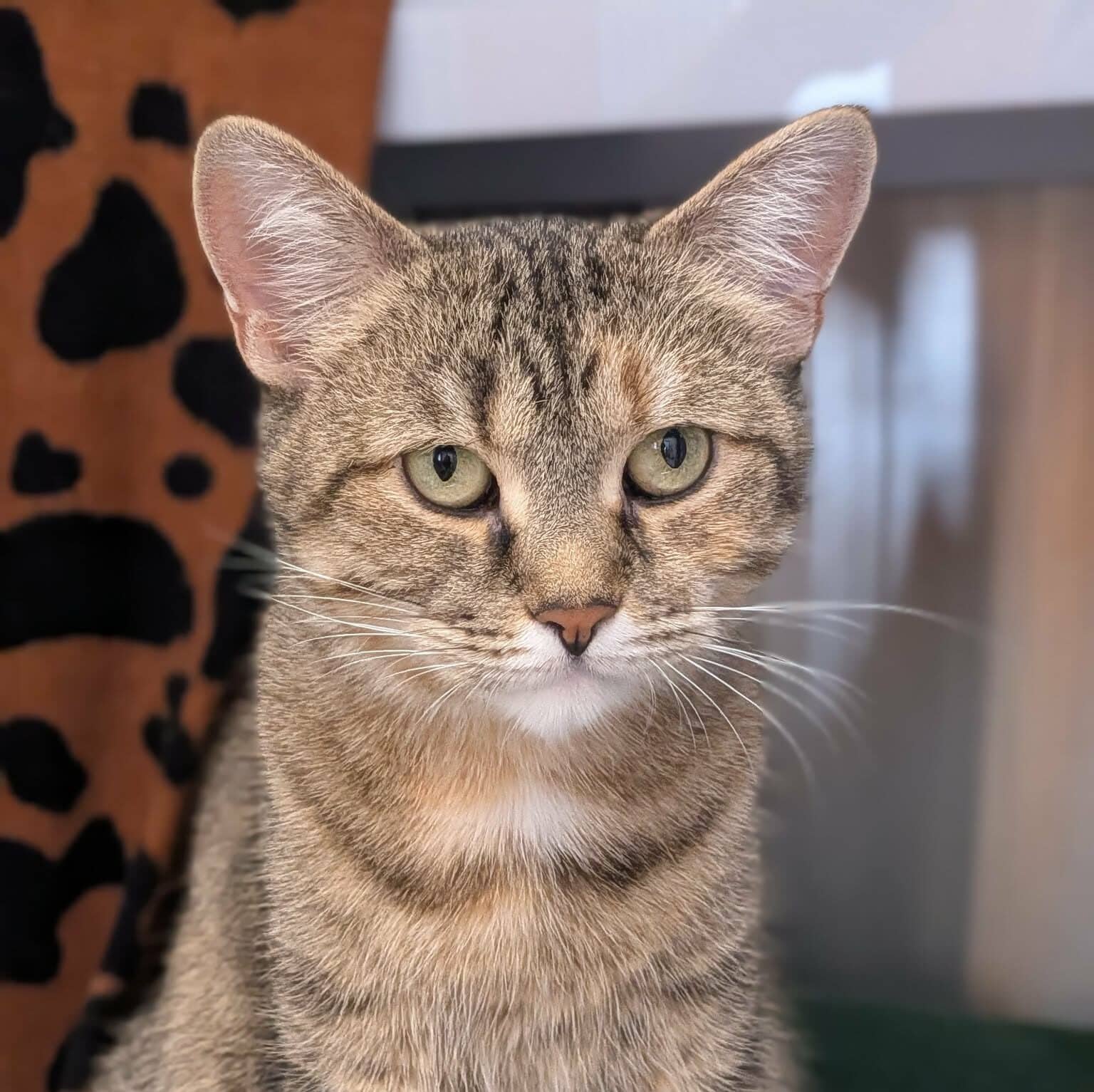 Chocolat Dubai - Domestic Short Hair cat available for adoption at Proanima in Boucherville