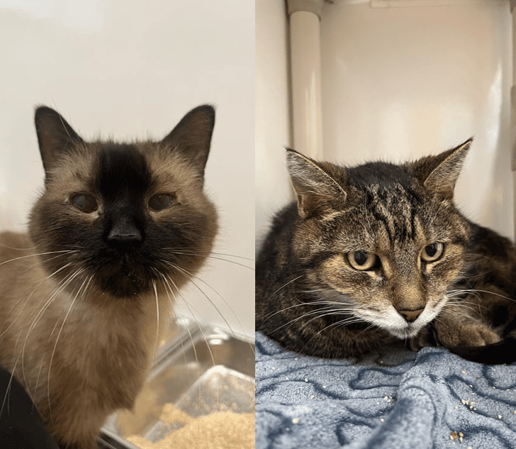 Kachou et Bo - Siamese cat available for adoption at Proanima in Boucherville