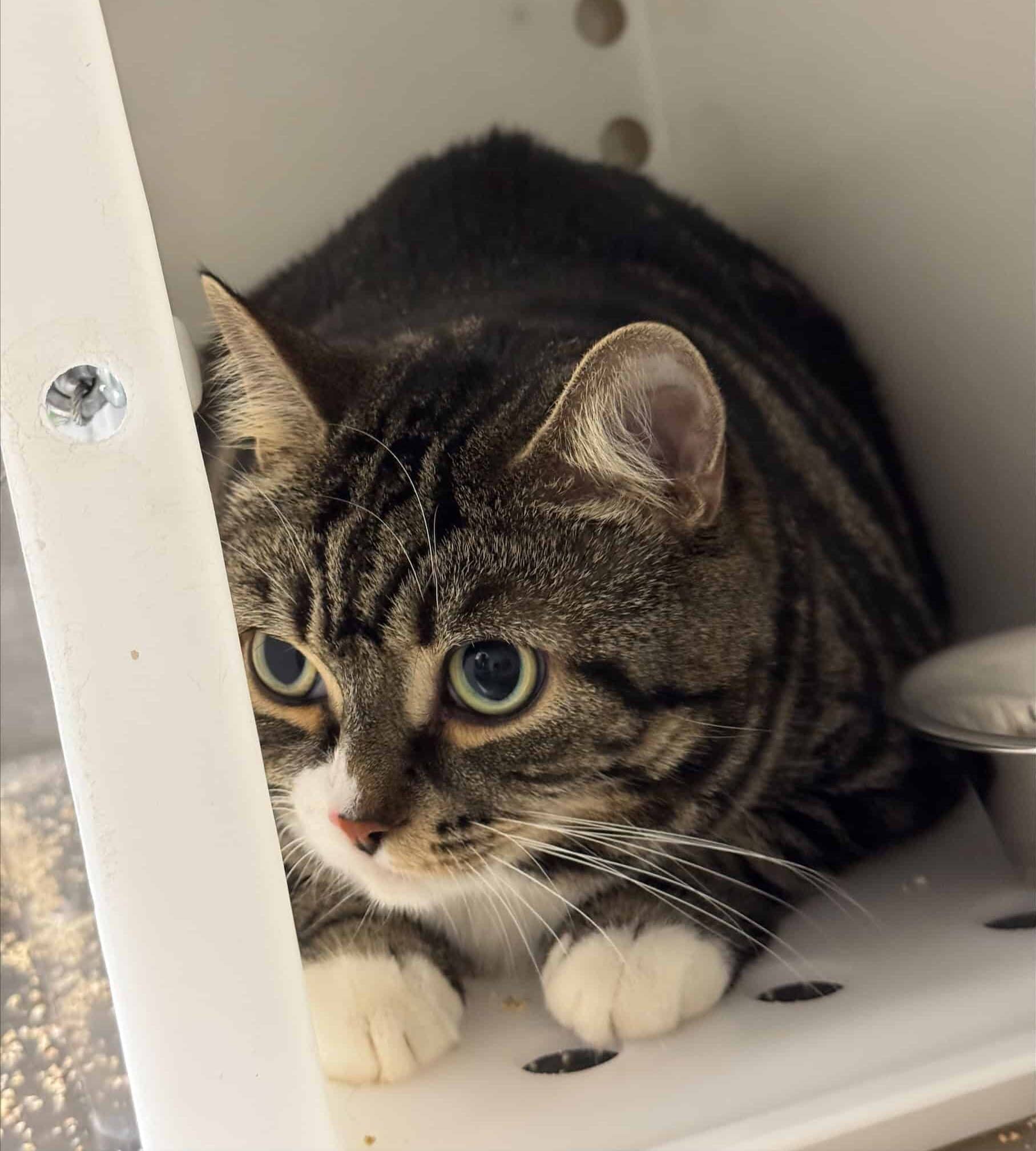 Cloé - Domestic Short Hair cat available for adoption in Quebec
