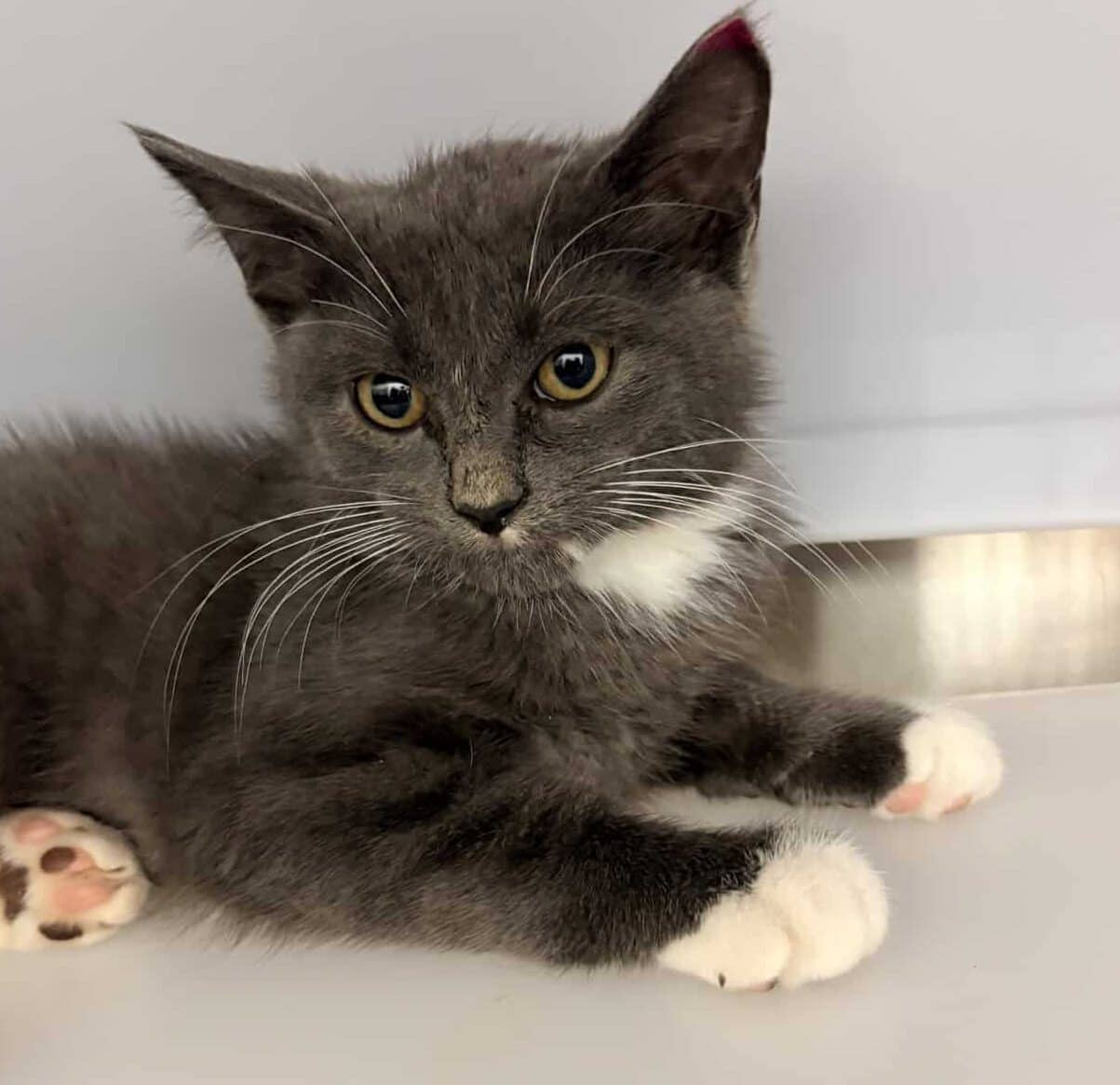 Gandalf - Domestic Short Hair cat available for adoption at Proanima in Saint-Jean-sur-Richelieu