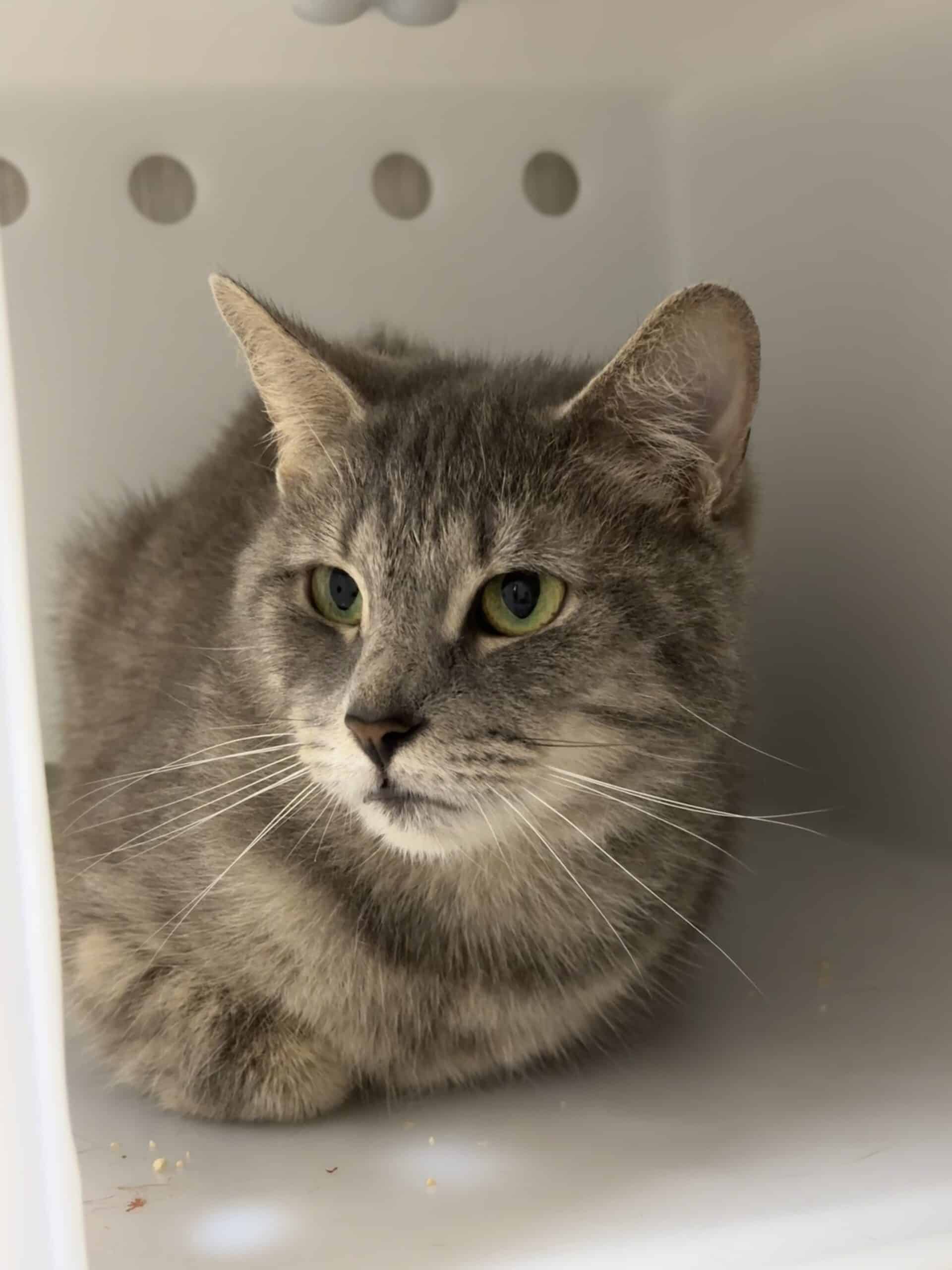 Esmée - Domestic Short Hair cat available for adoption at Proanima in Boucherville