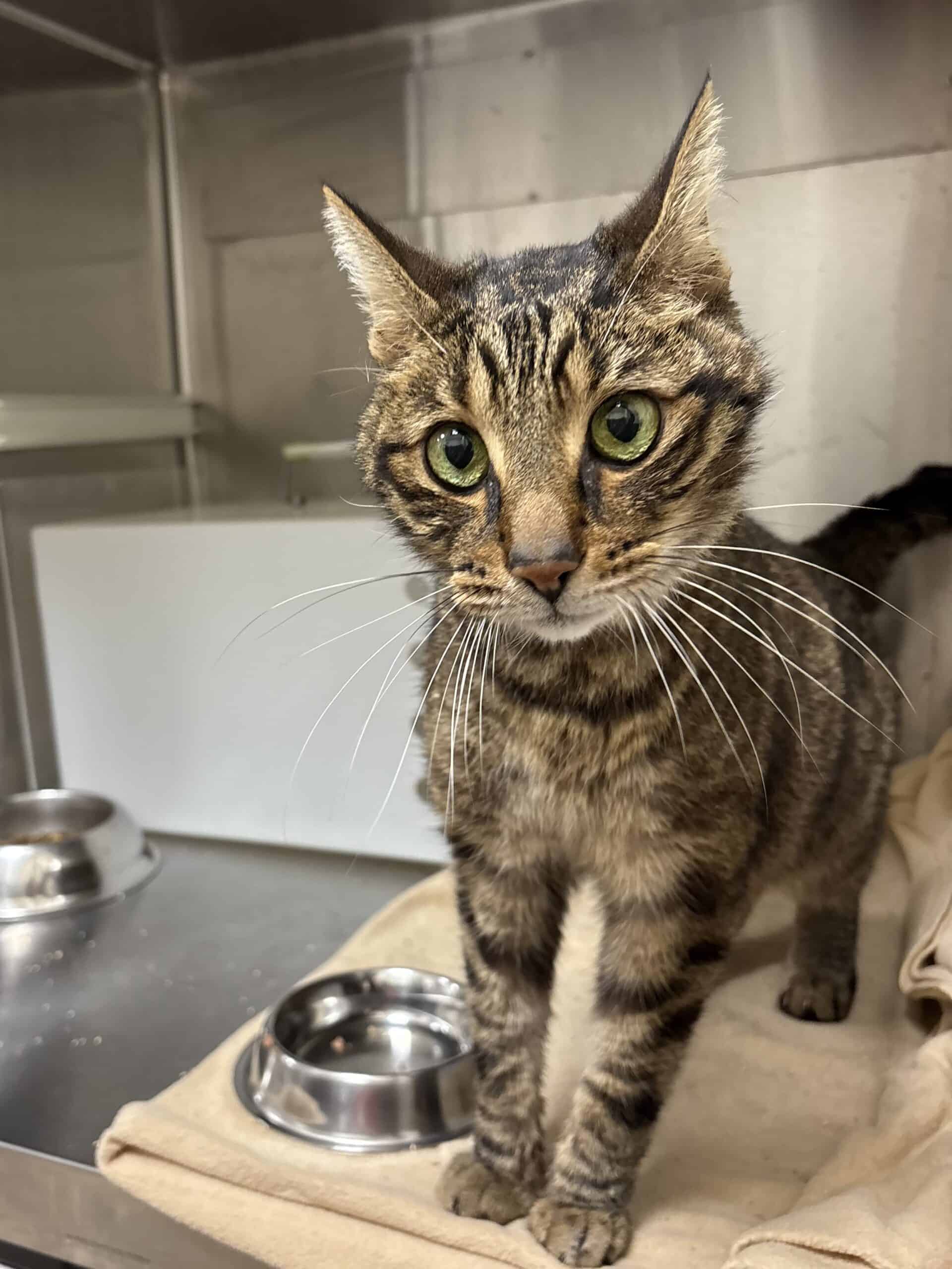 Tiger - Domestic Short Hair cat available for adoption at Proanima in Boucherville