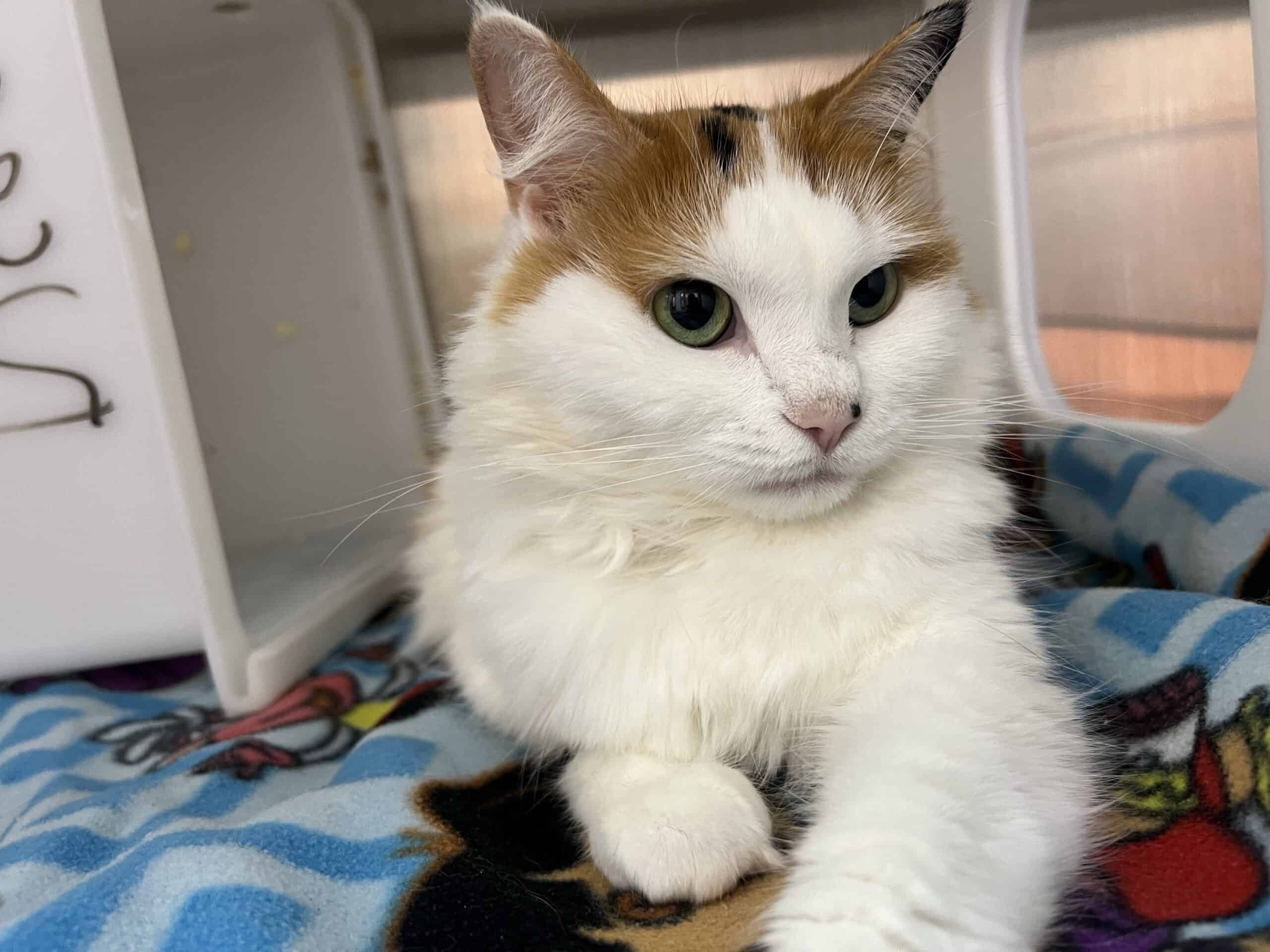 Tiffany - Domestic Short Hair cat available for adoption at Proanima in Montreal