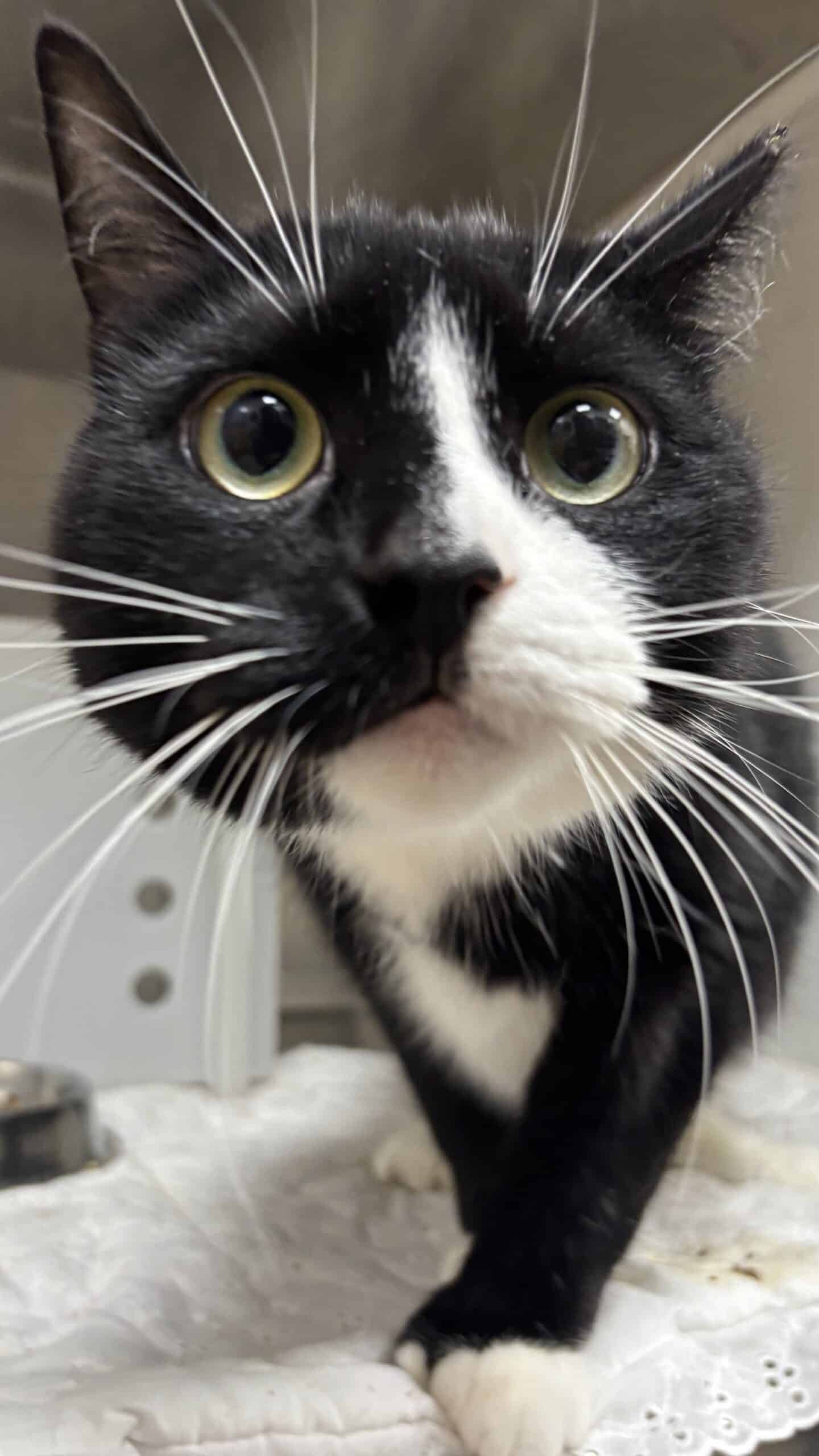 Charlou - Domestic Short Hair cat available for adoption at Proanima in Boucherville
