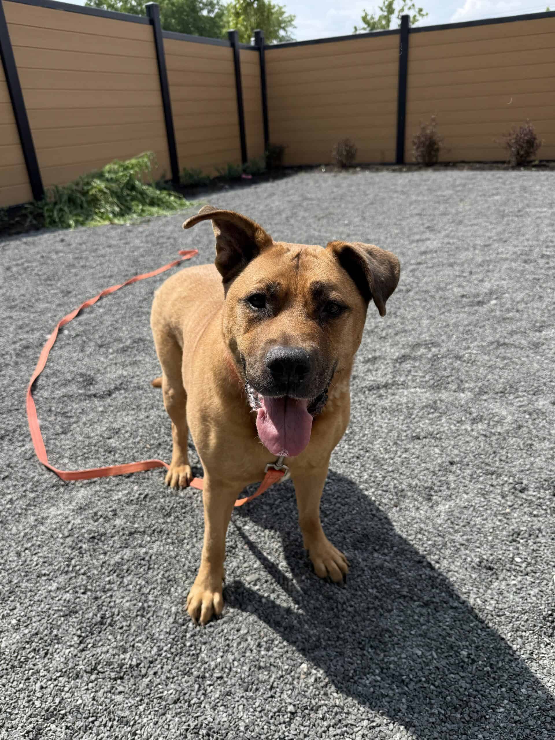 Petite fille - Mixed Breed available for adoption