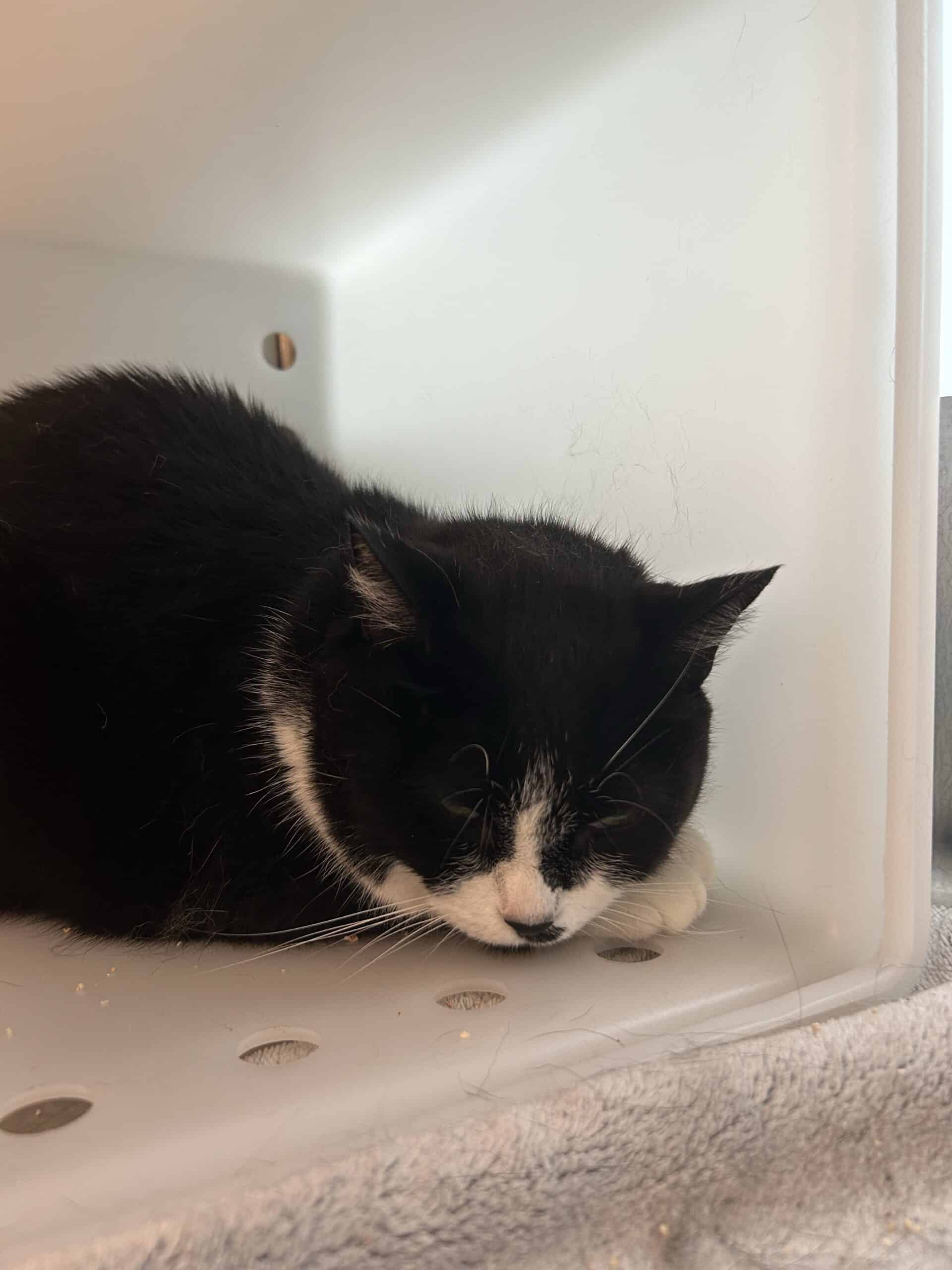 Caresse - Domestic Short Hair available for adoption