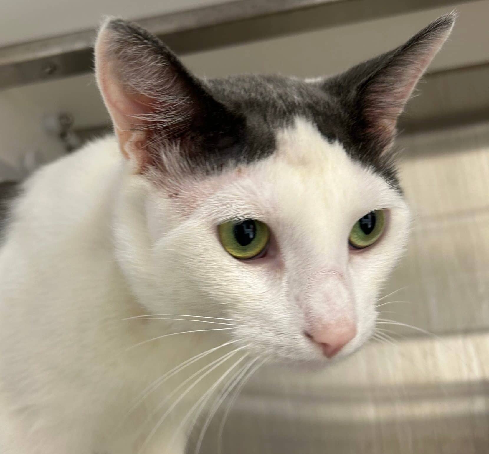 Optimus Prime - Domestic Short Hair cat available for adoption at Proanima in Montreal