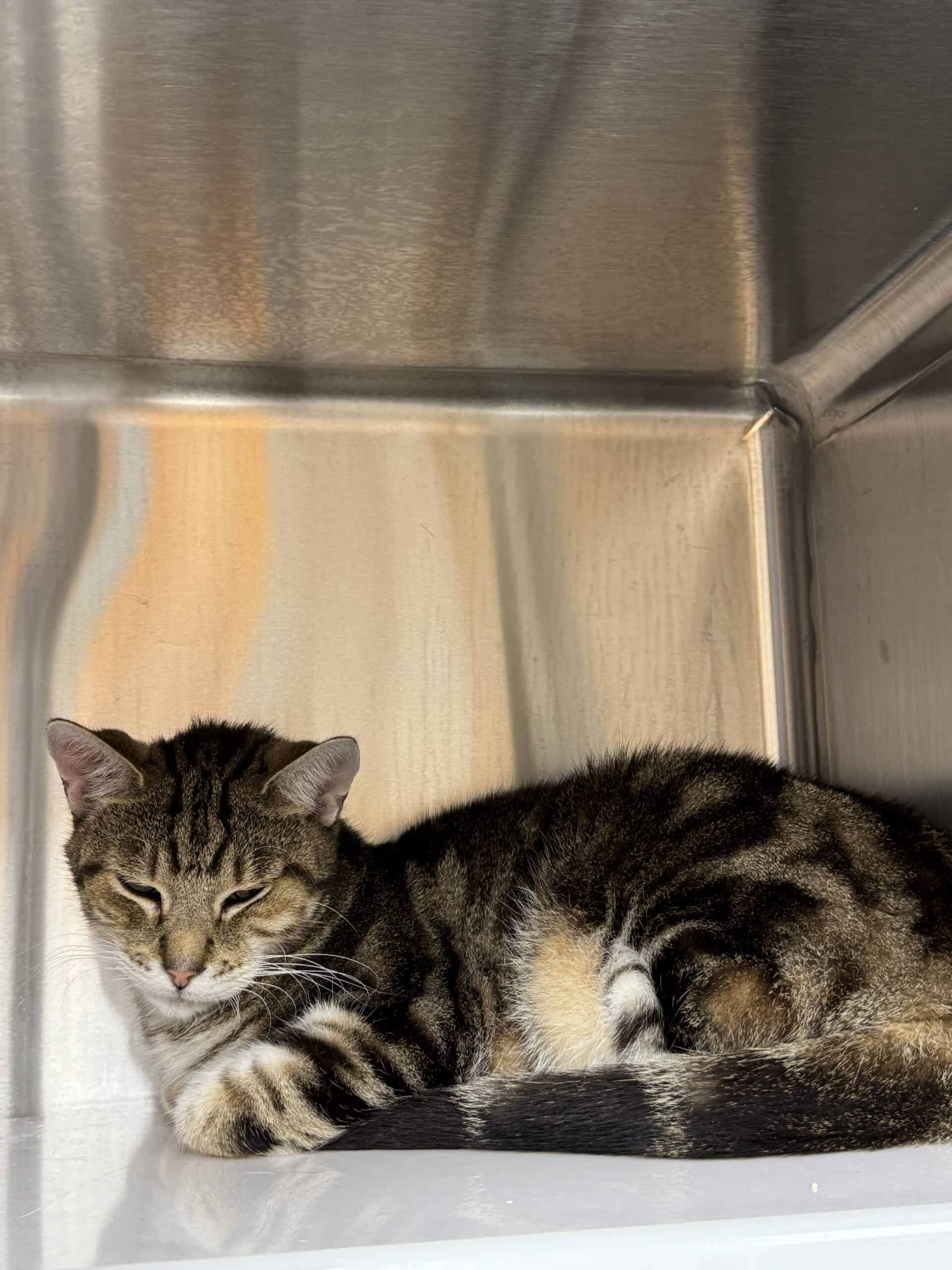 Cinna Puff - Domestic Short Hair cat available for adoption at Proanima in Boucherville