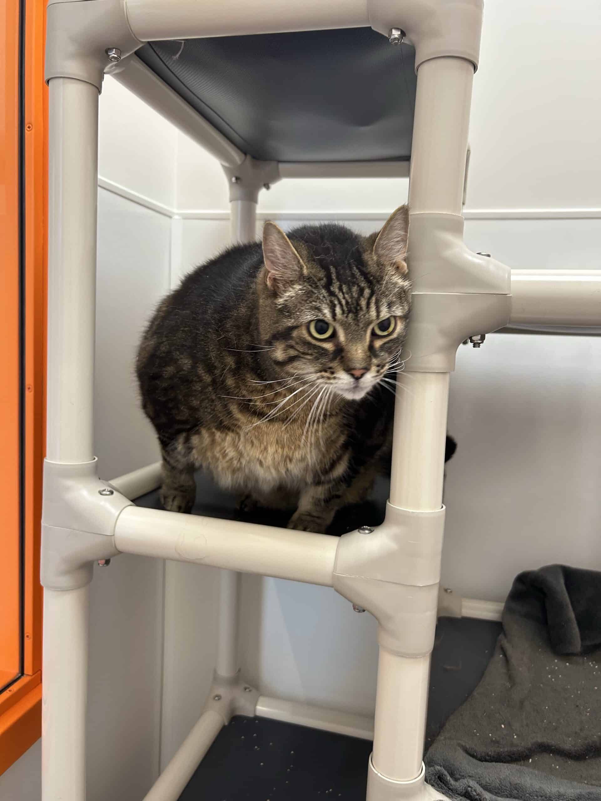 Lewis - Domestic Short Hair available for adoption