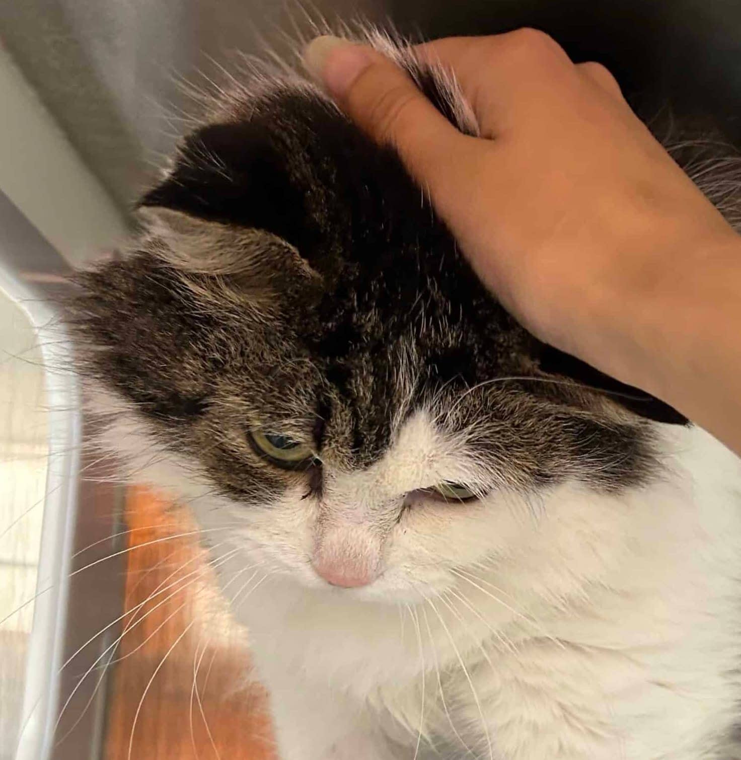 Kali - Domestic Short Hair cat available for adoption at Proanima in Montreal
