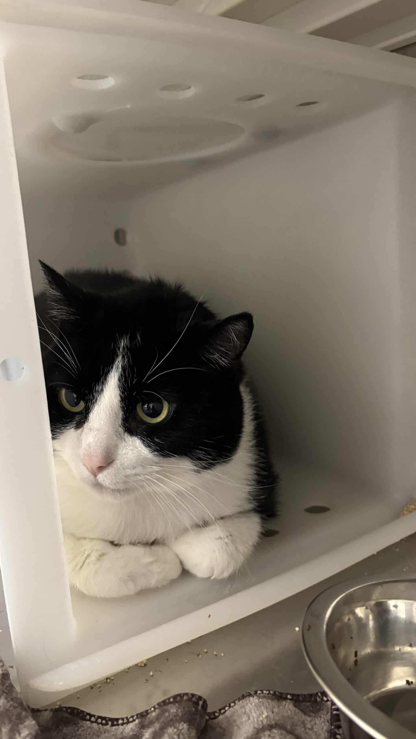 Toutoune - Domestic Short Hair cat available for adoption at Proanima in Boucherville
