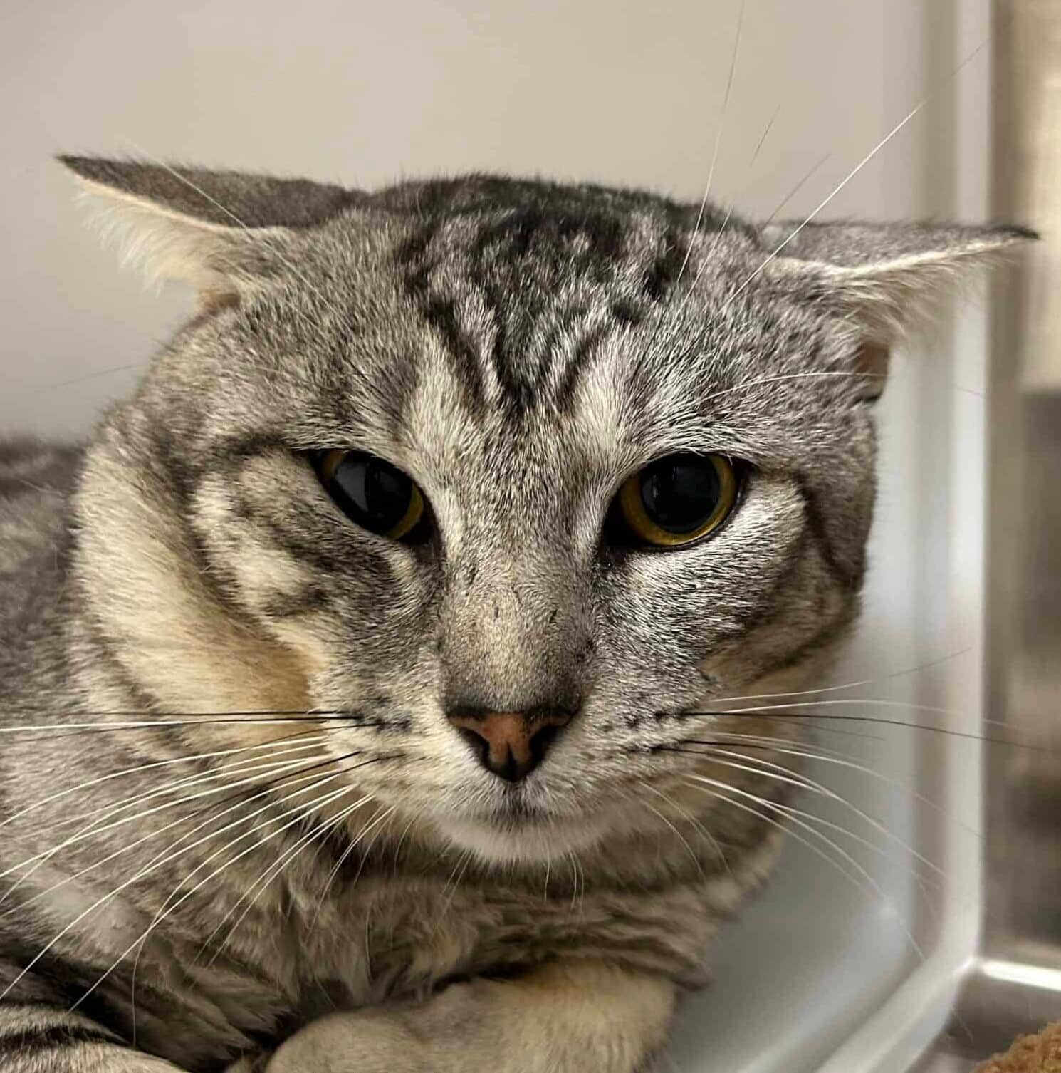Grisgris - Domestic Short Hair cat available for adoption at Proanima in Montreal