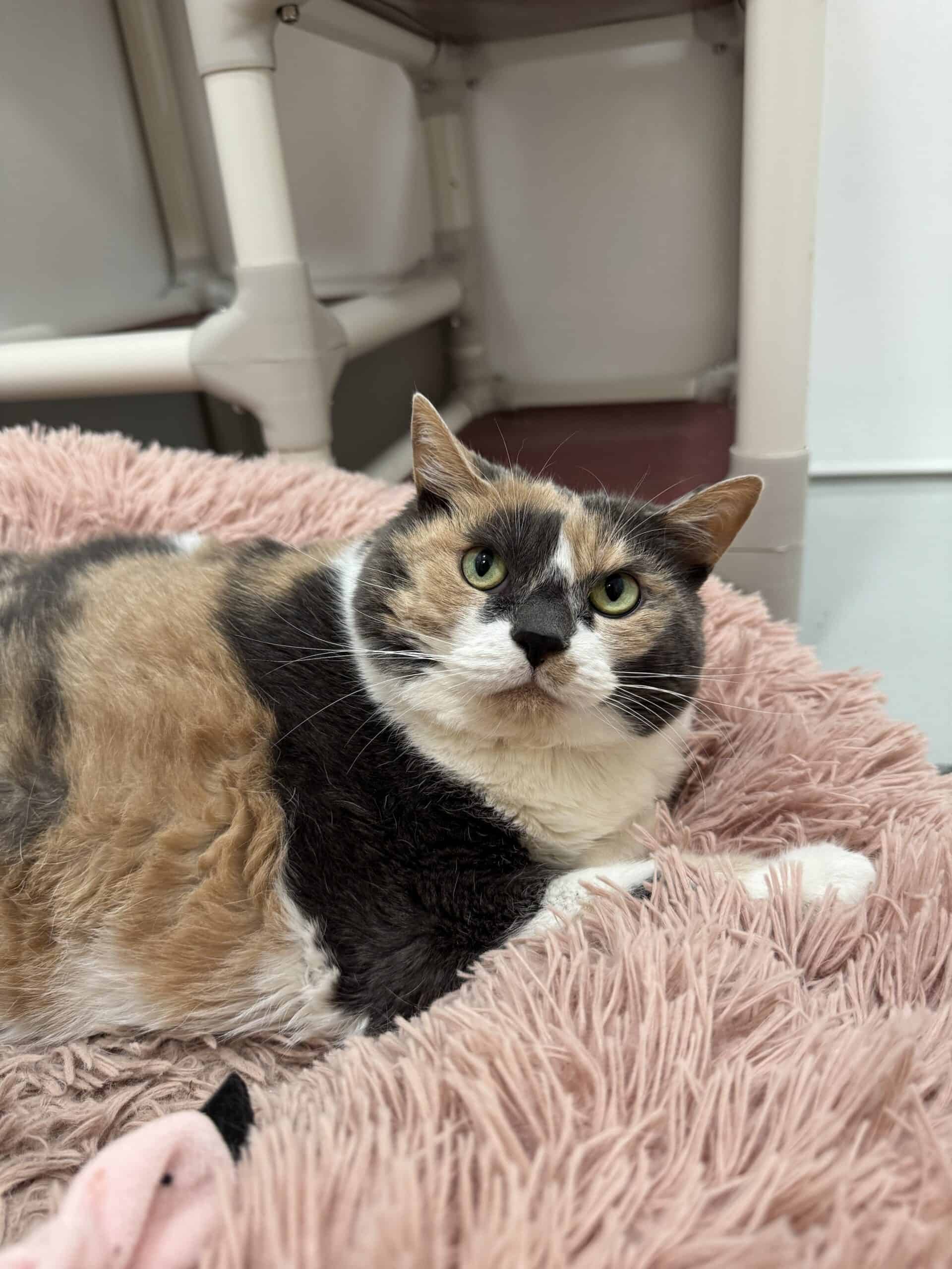 Pinky - Domestic Short Hair available for adoption