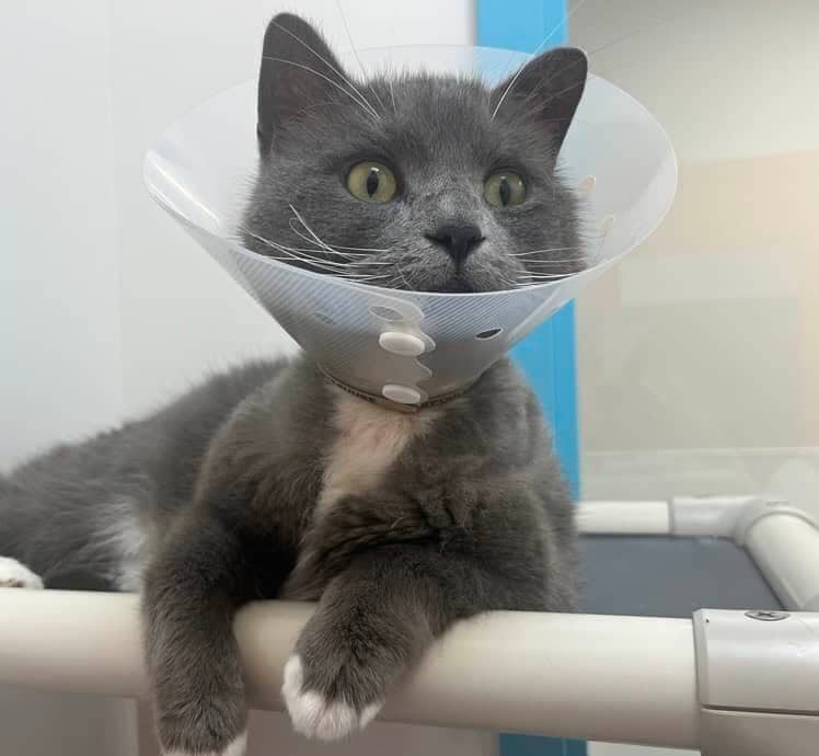 Marilou - Domestic Short Hair cat available for adoption at Proanima in Montreal