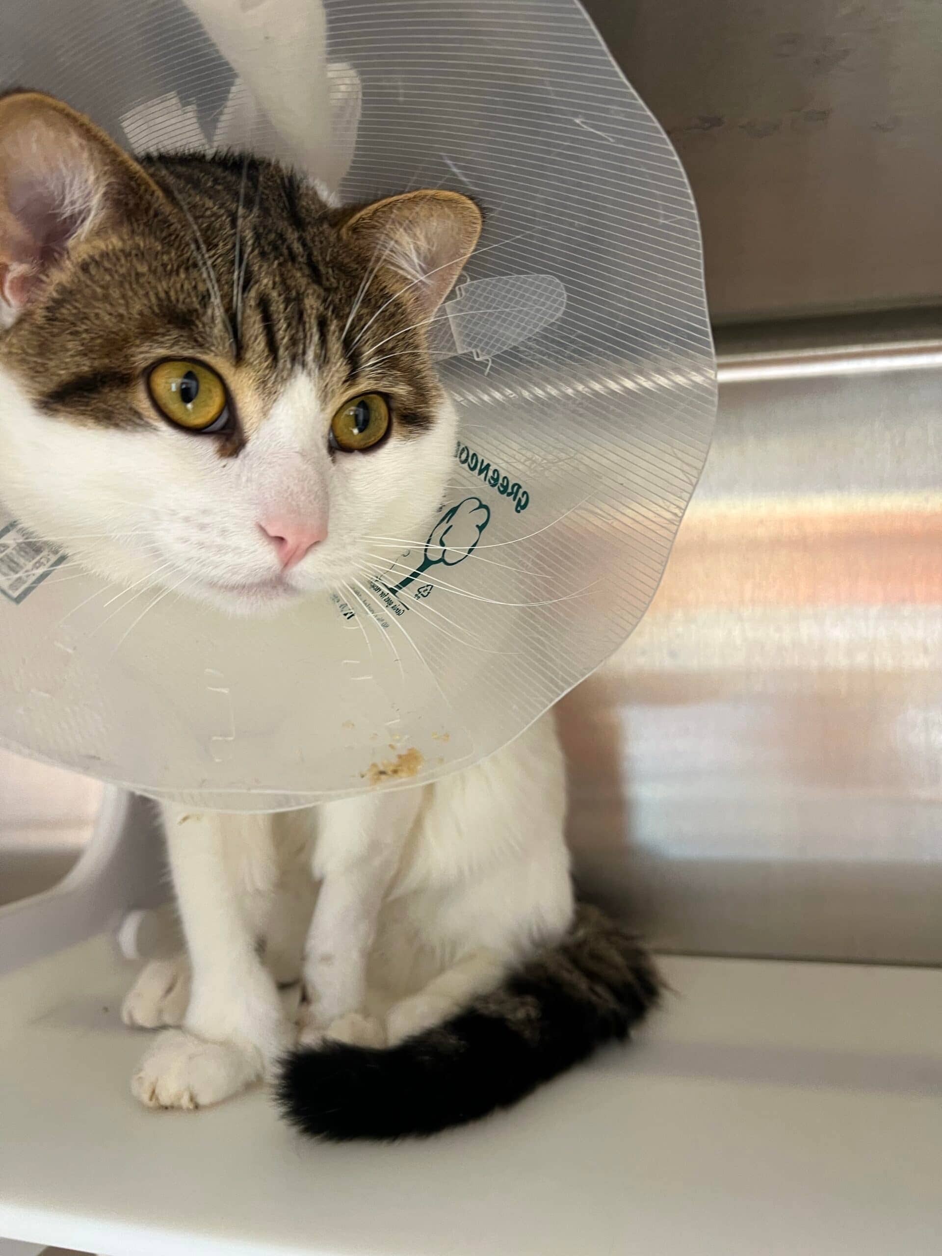 Boubou - Domestic Short Hair cat available for adoption at Proanima in Montreal