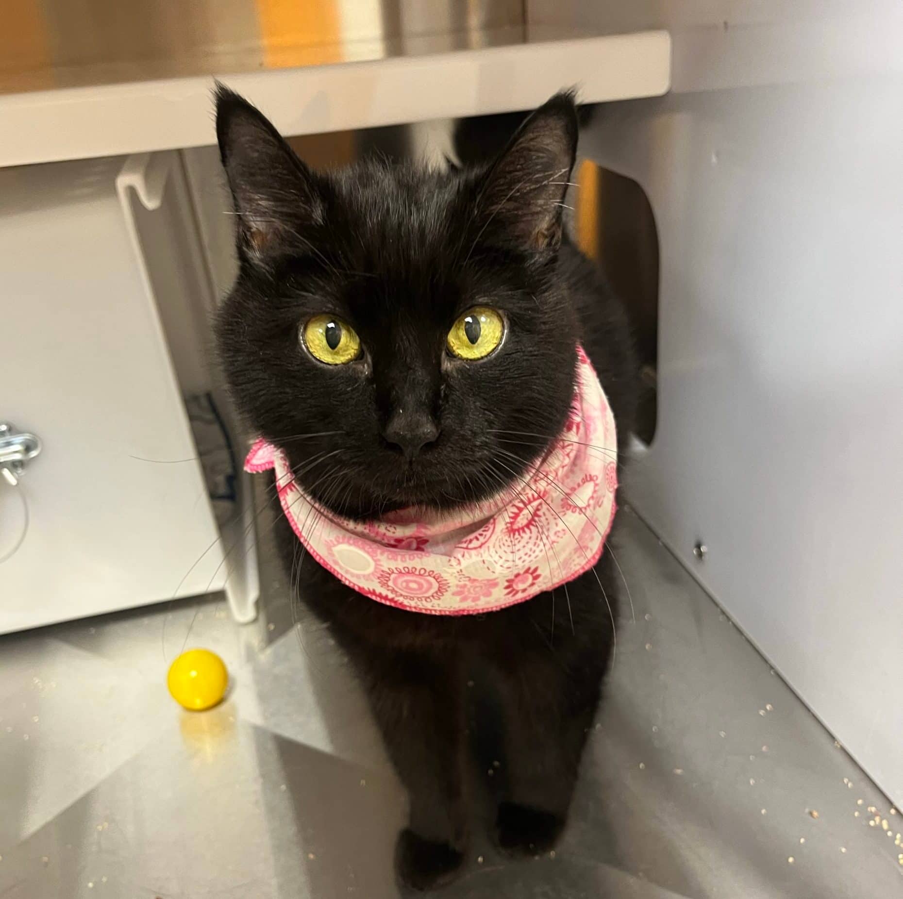 Frimousse - Domestic Short Hair cat available for adoption in Quebec