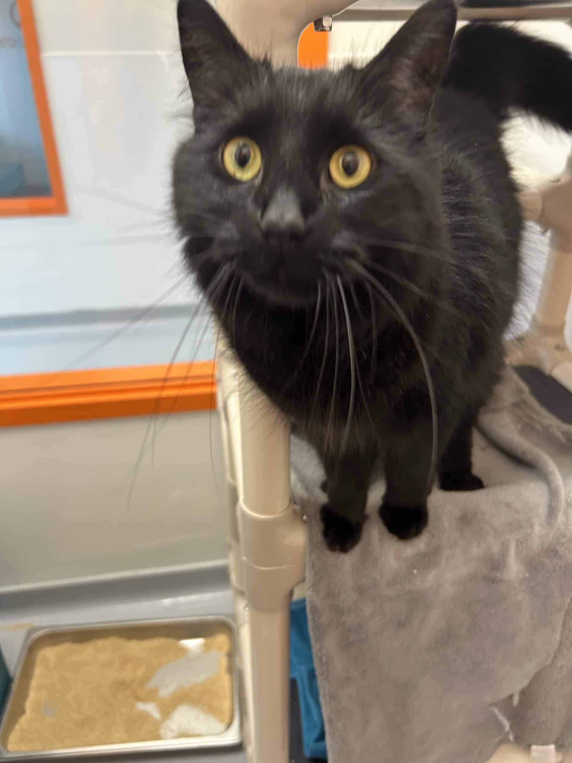 Enzo - Domestic Short Hair cat available for adoption at Proanima in Montreal