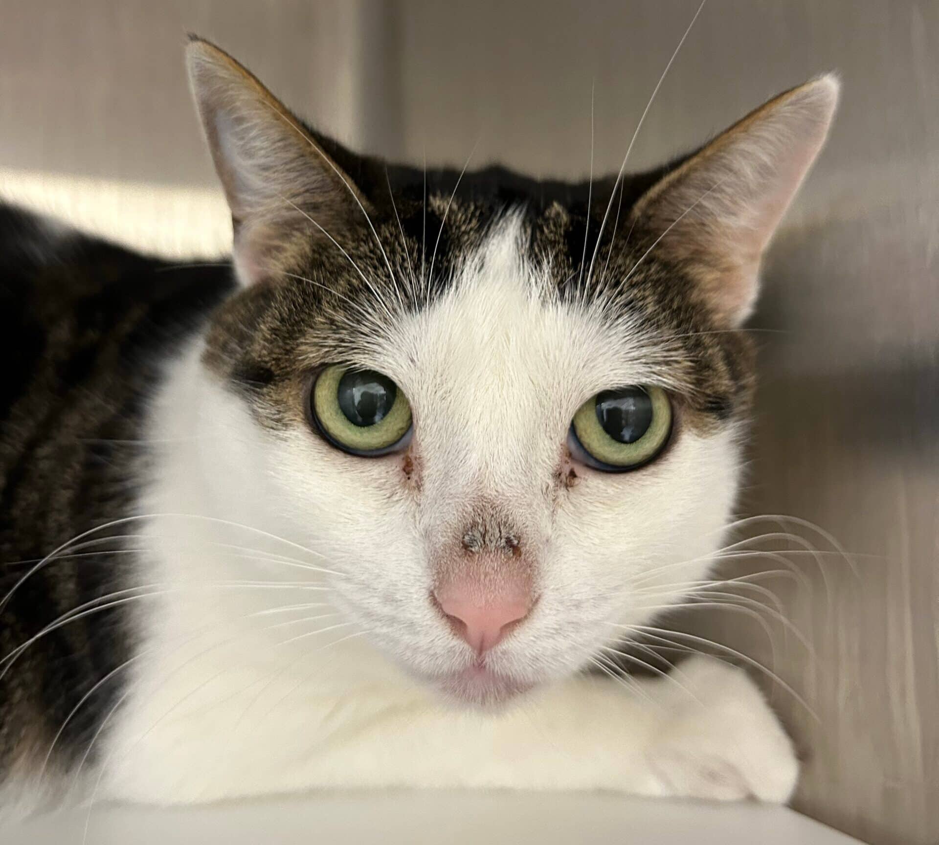Rubis - Domestic Short Hair cat available for adoption at Proanima in Montreal